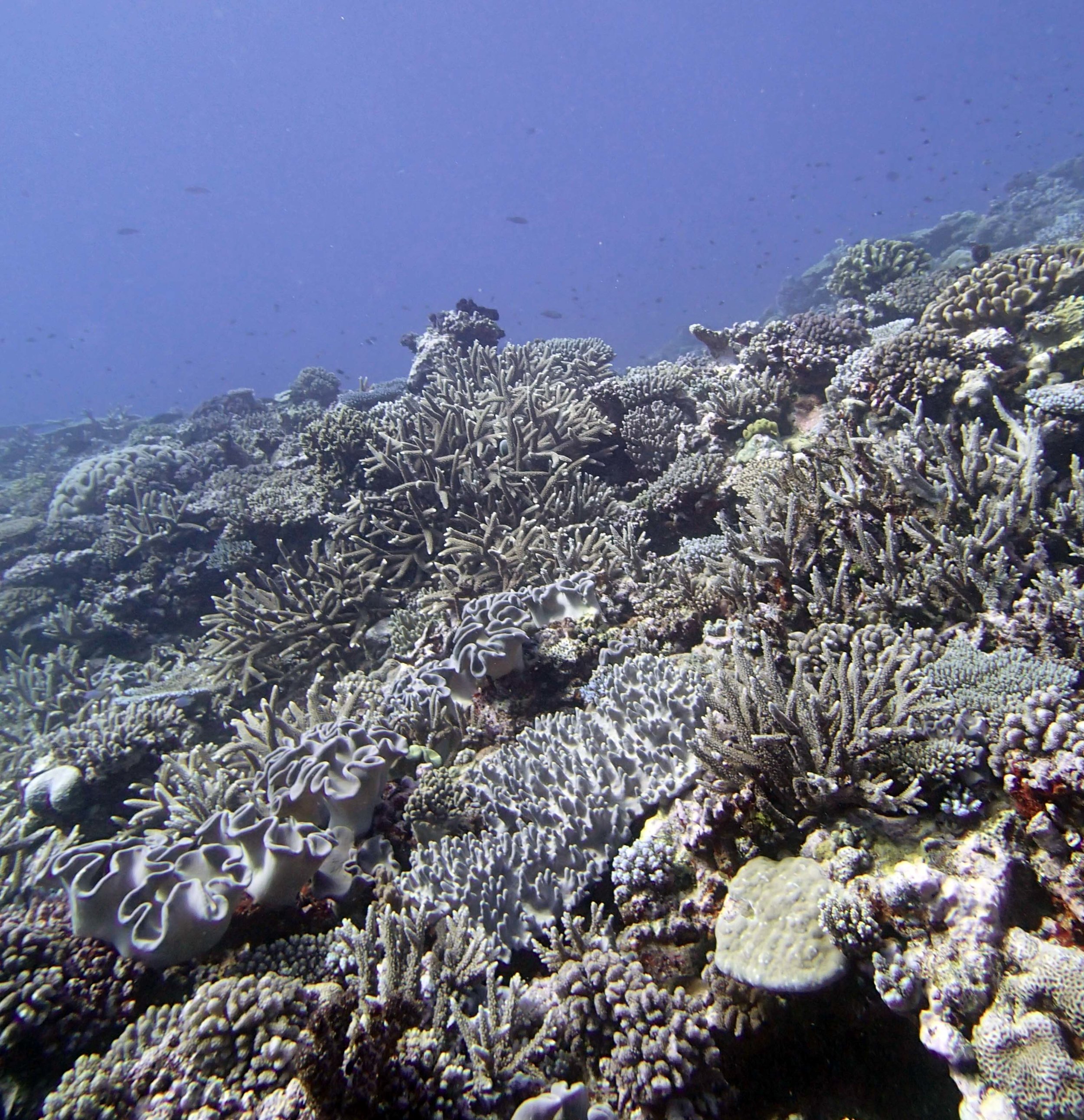 high coral cover.jpg