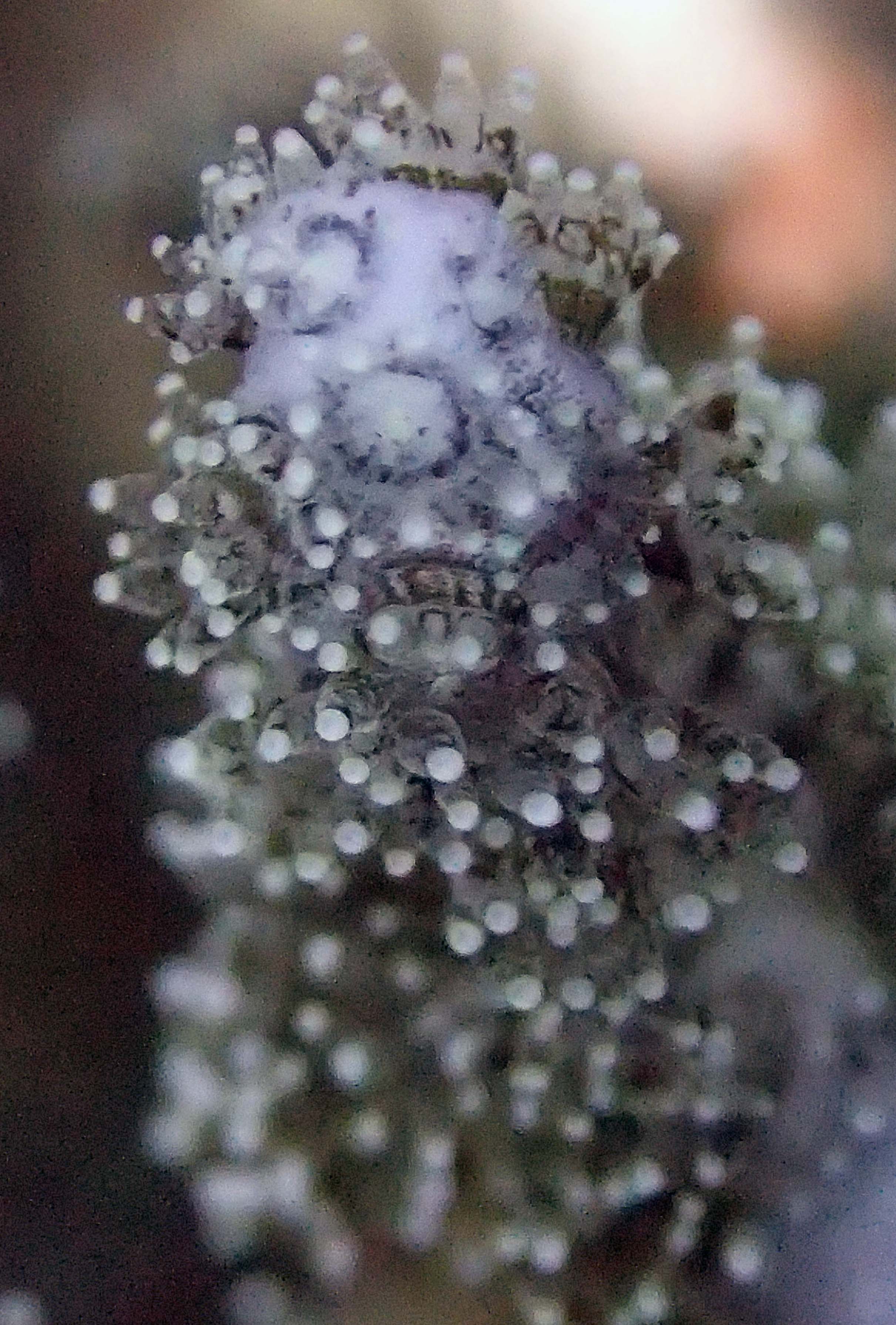 colony 32 macro