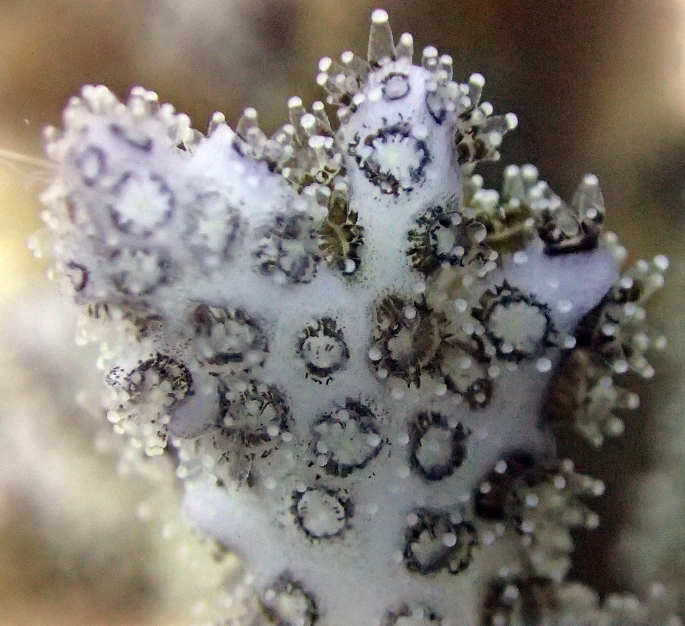 colony 32 macro