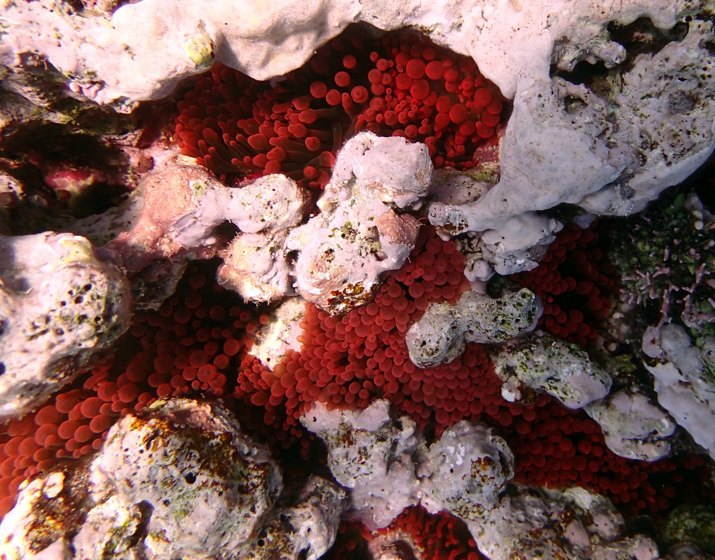 brick red anemone 2.JPG