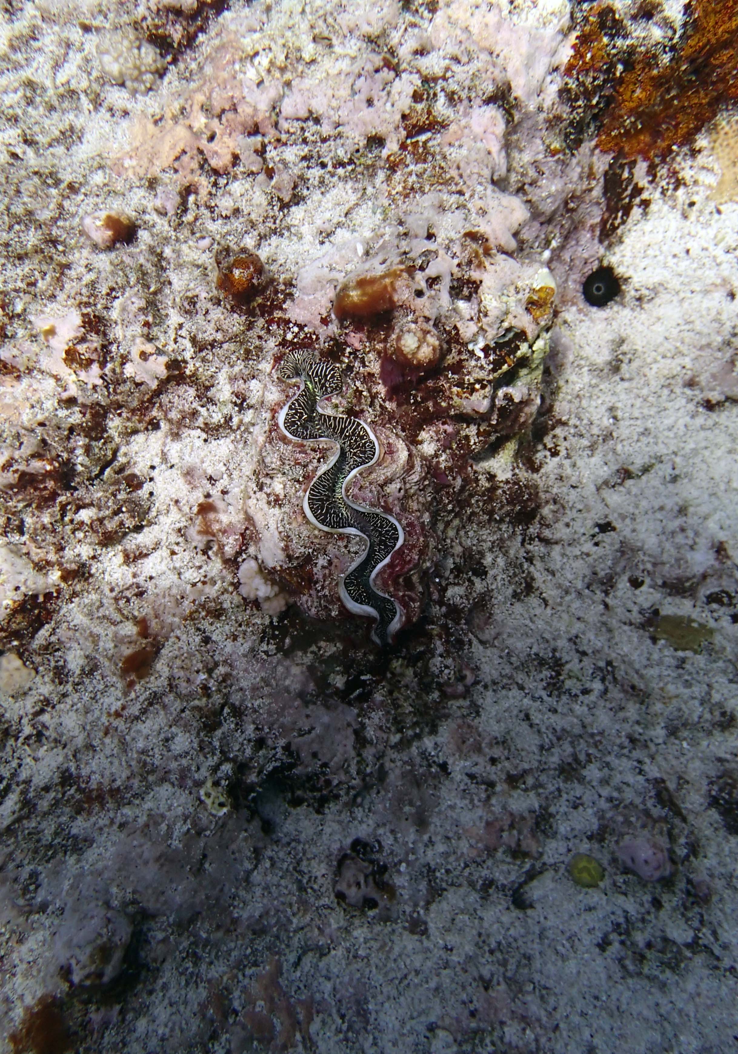 giant clam.jpg