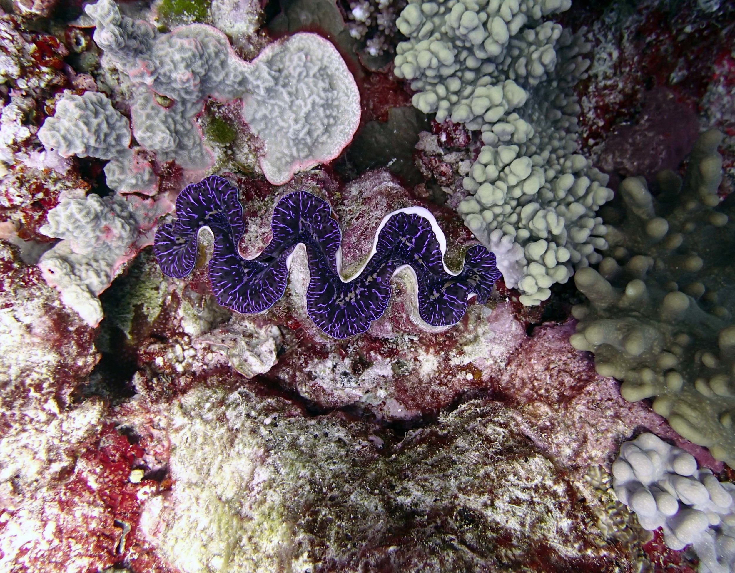 purple giant clam.jpg