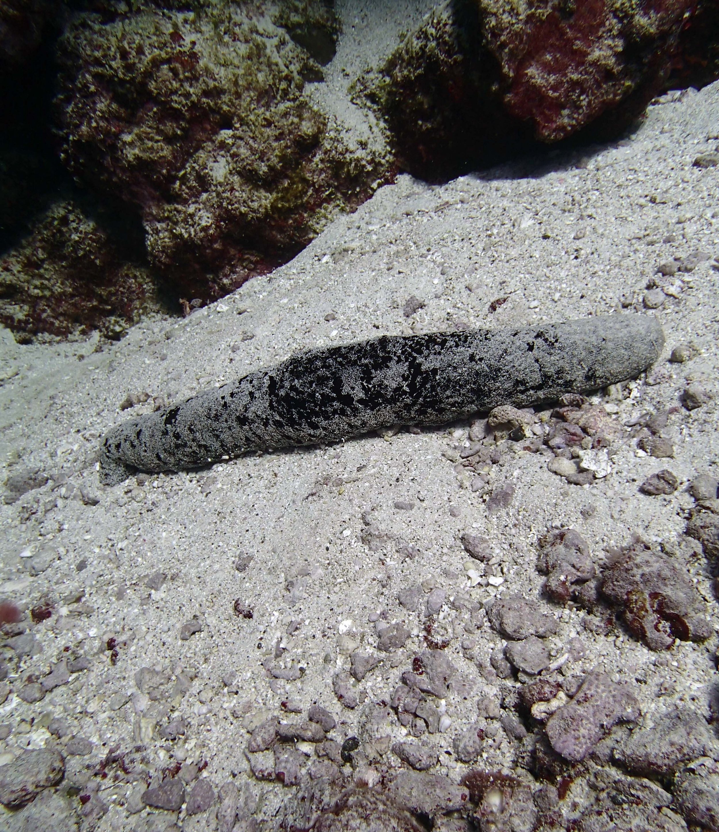 sea cucumber.jpg