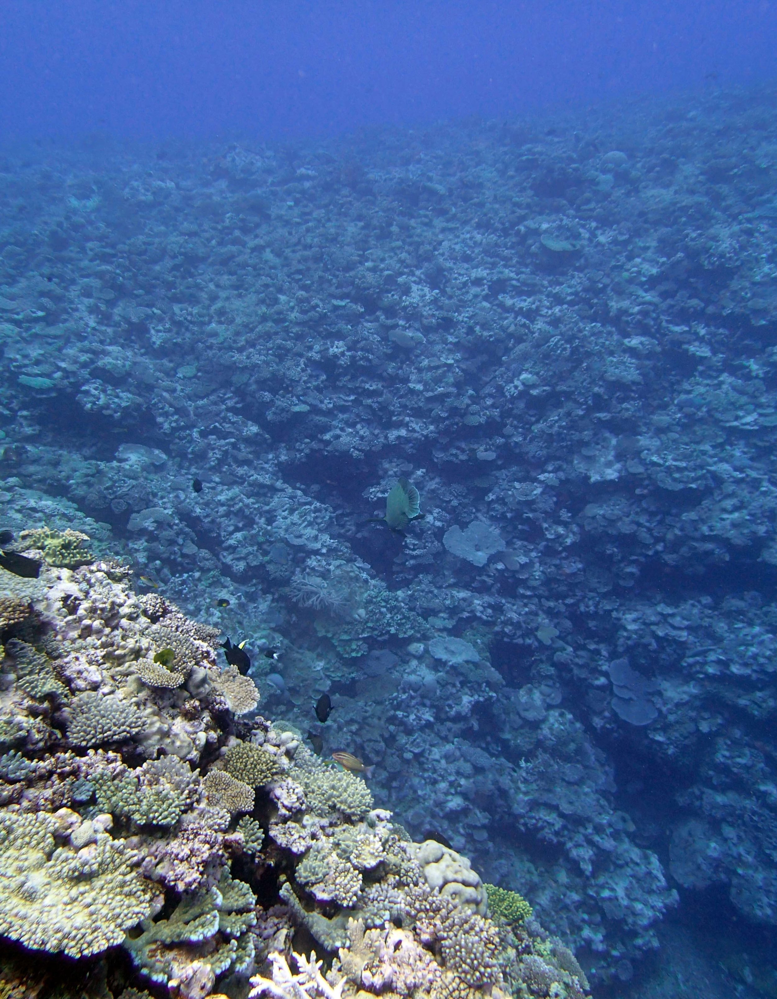 Napoleon wrasse.JPG