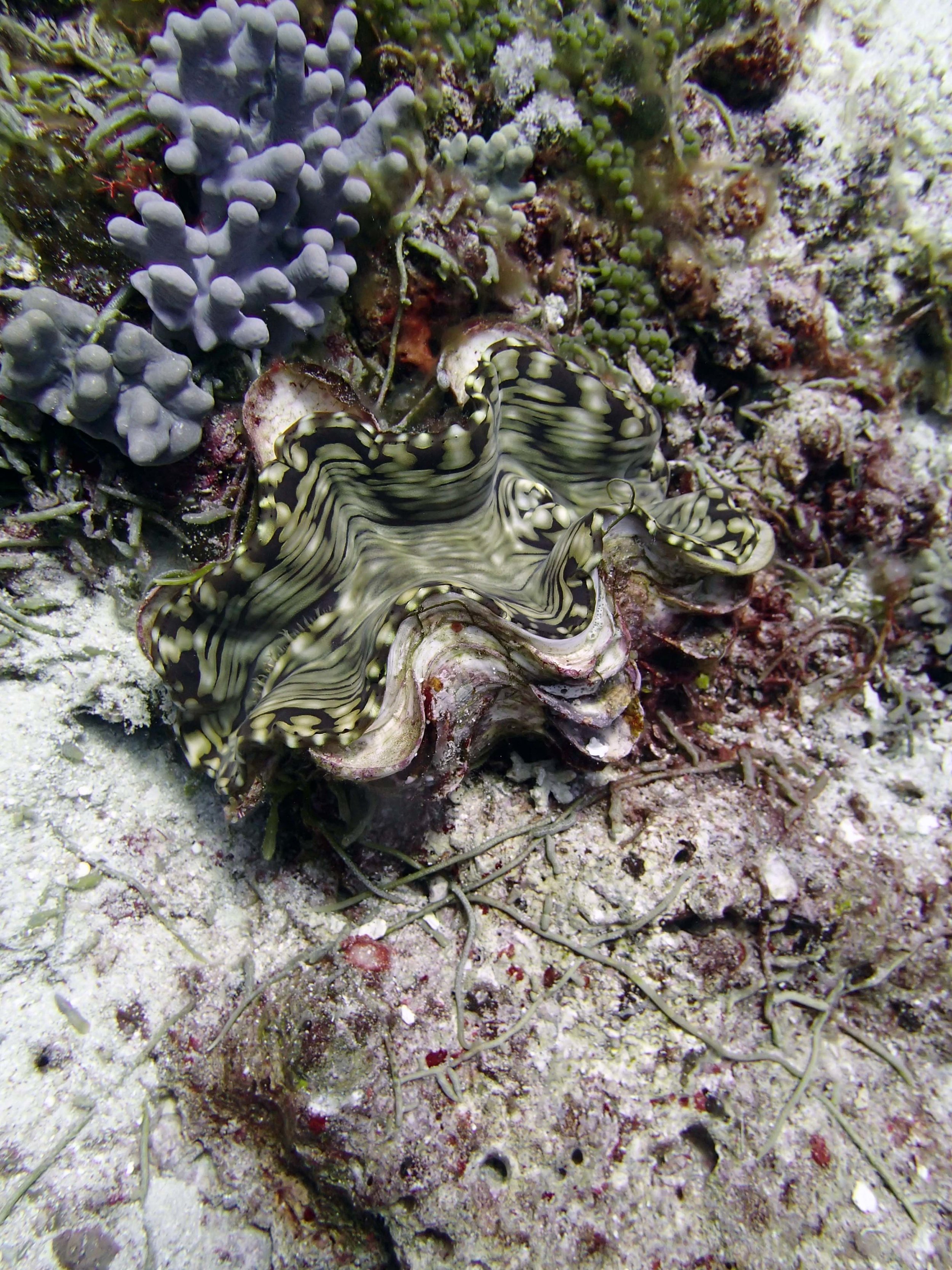 giant clam 1.JPG