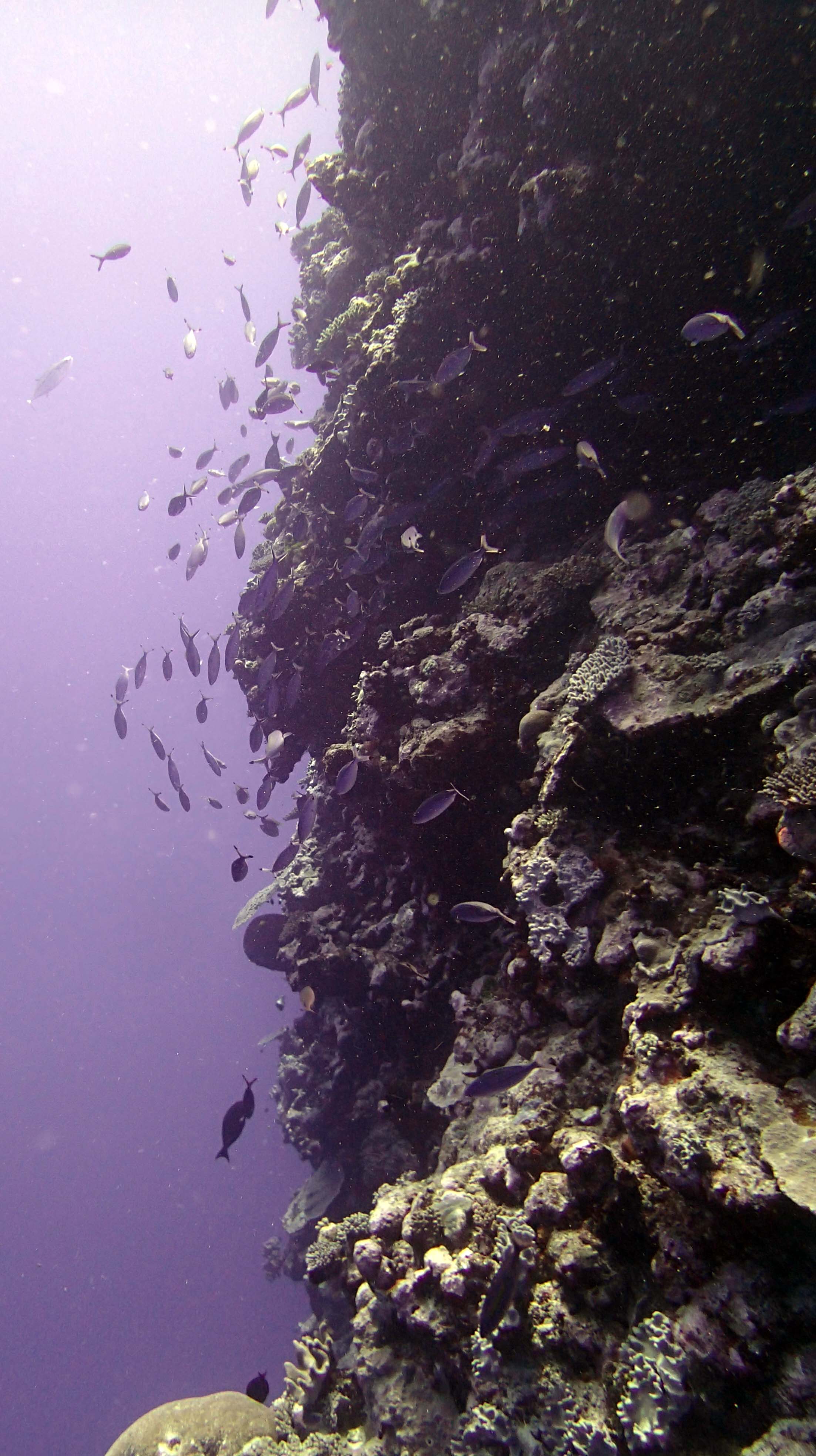 fish covered wall.jpg