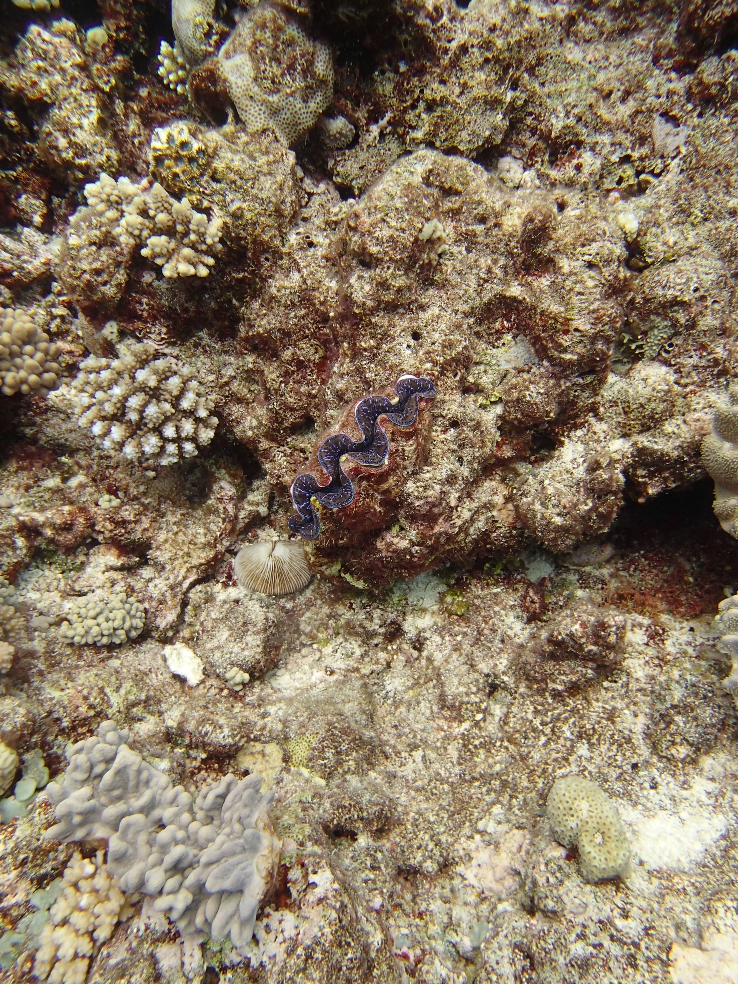 giant clam 3.JPG