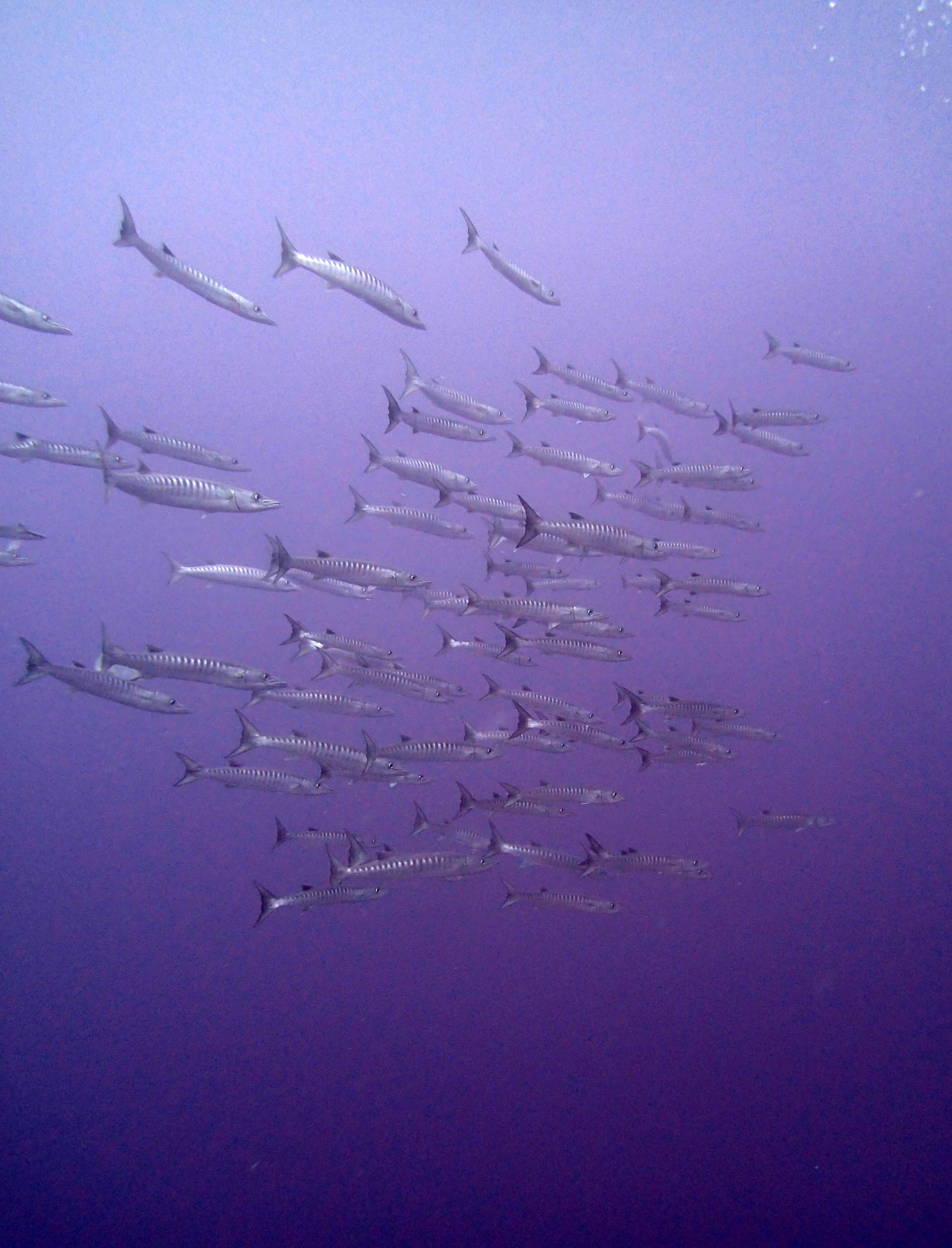 barracuda school at TOHA24.JPG