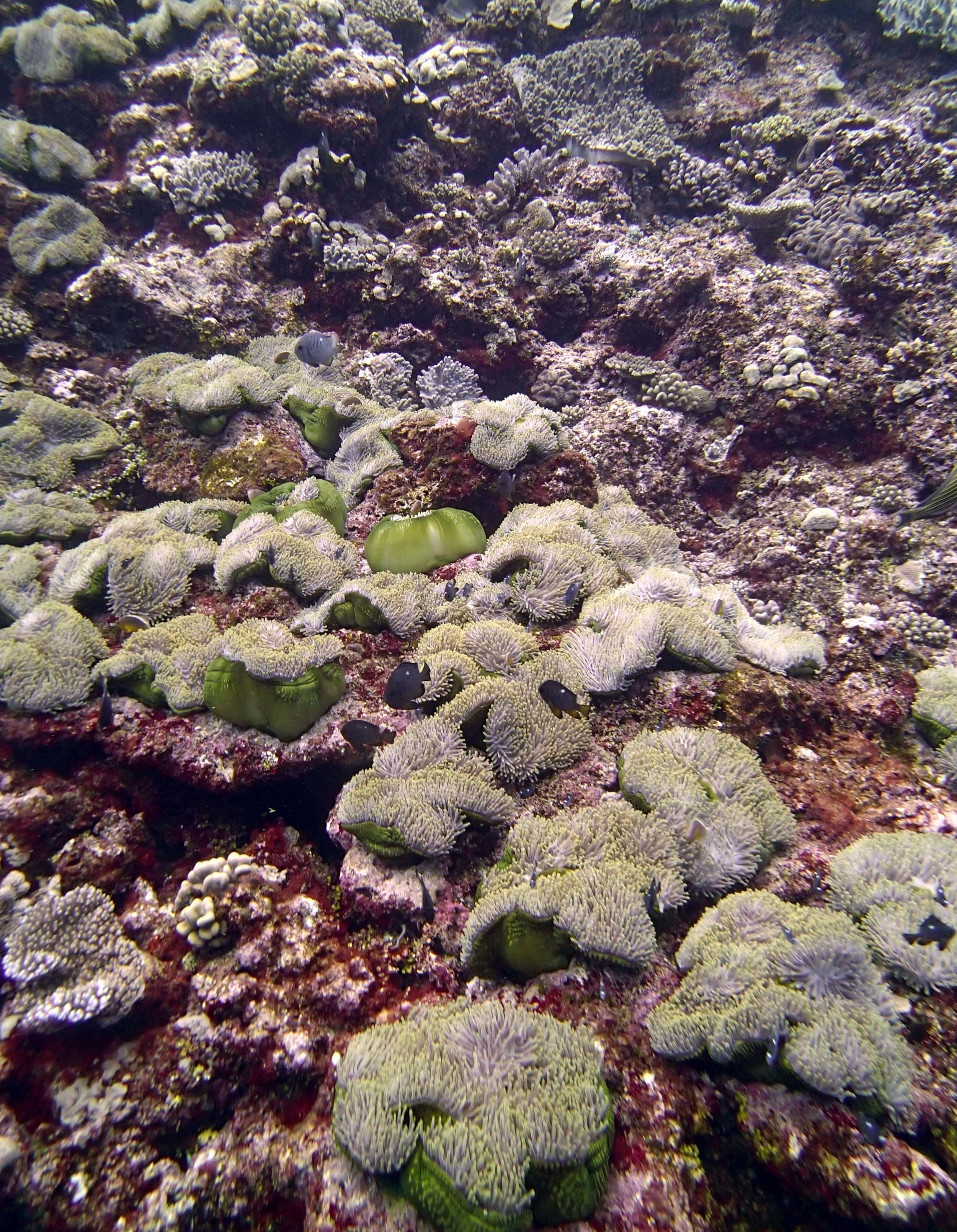 tons of anemones.jpg