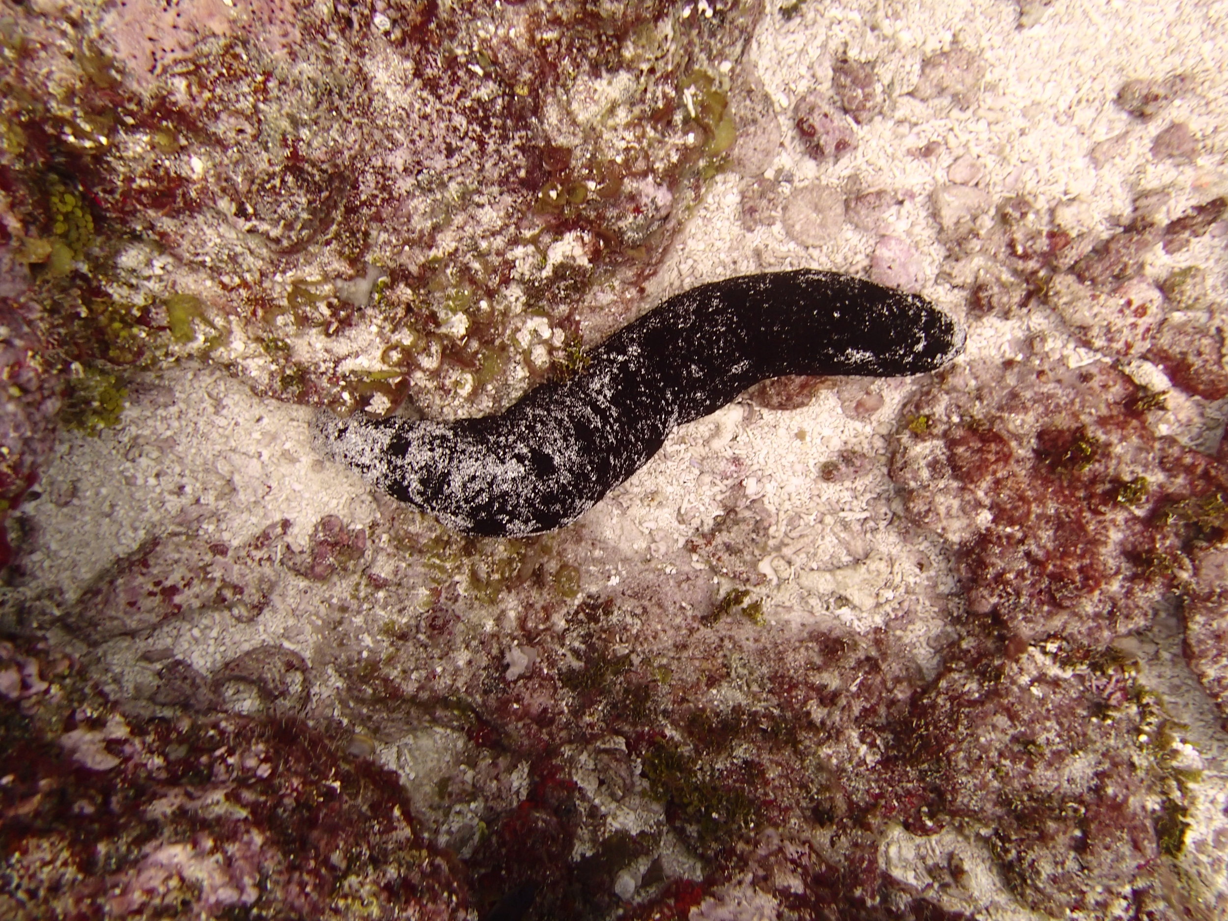 sea cucumber 2.JPG