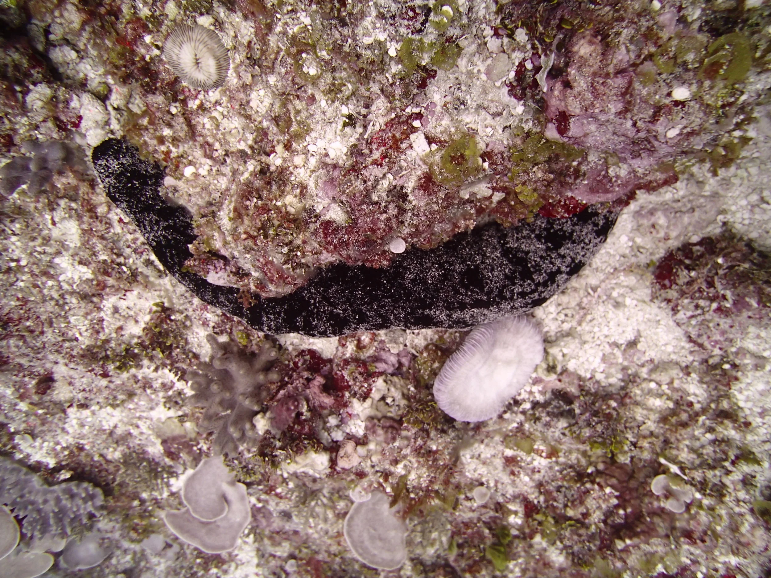 sea cucumber 1.JPG