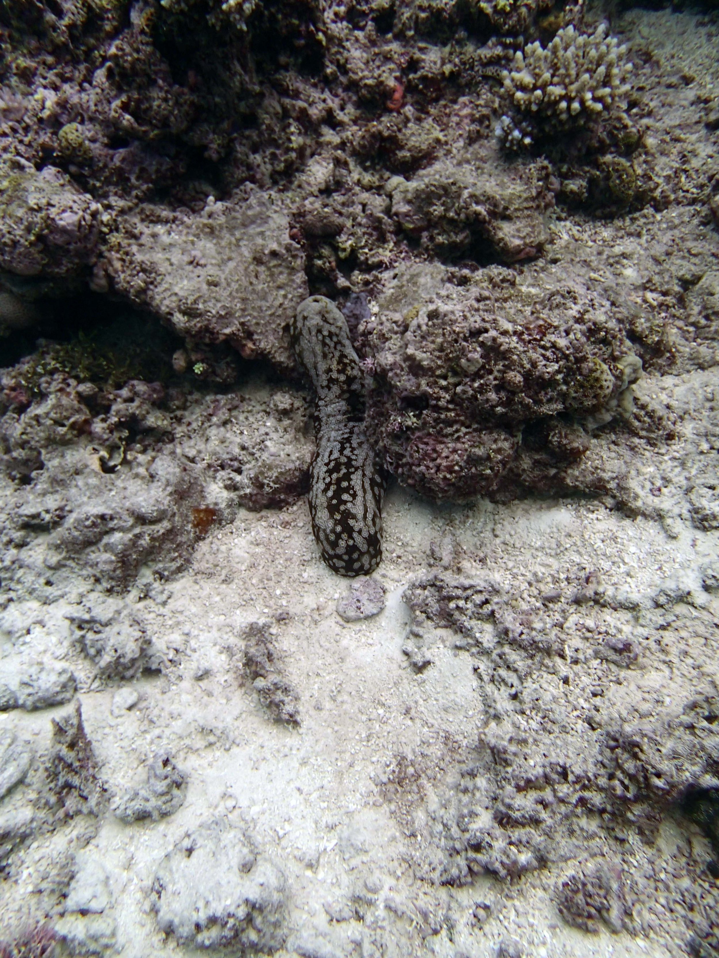 sea cucumber 1.JPG