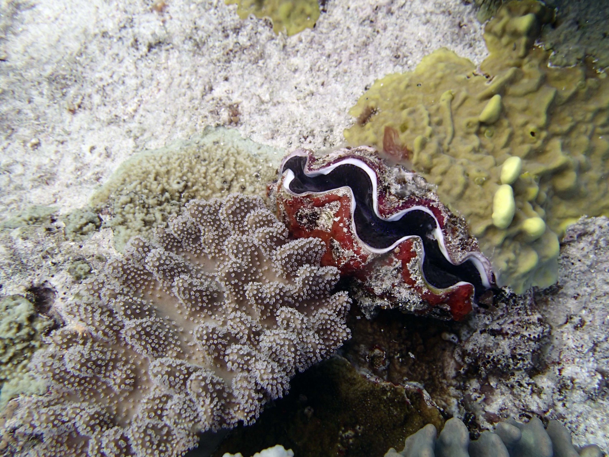 giant clam at TOHA27.jpg