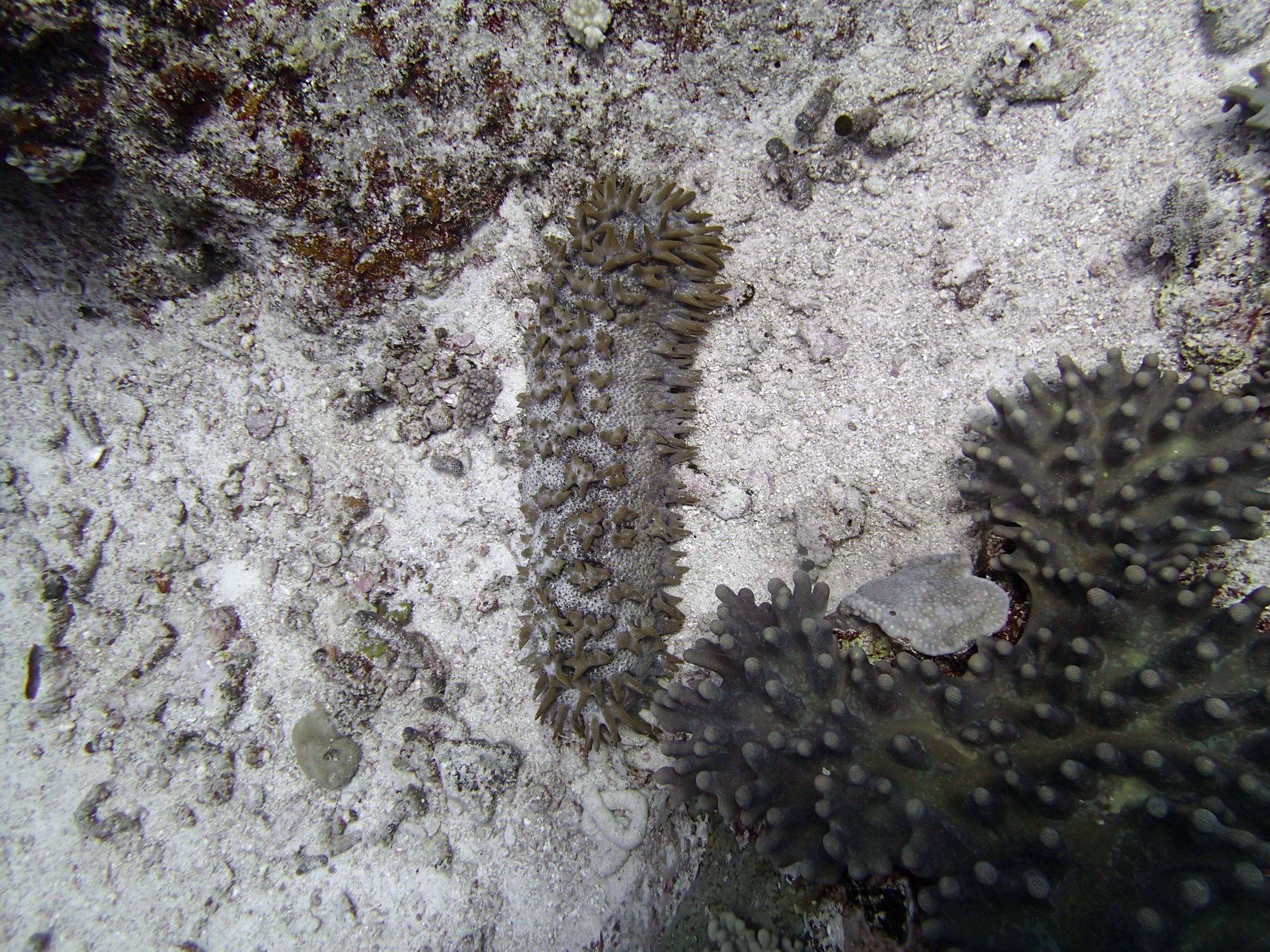 pineapple sea cucumber.JPG