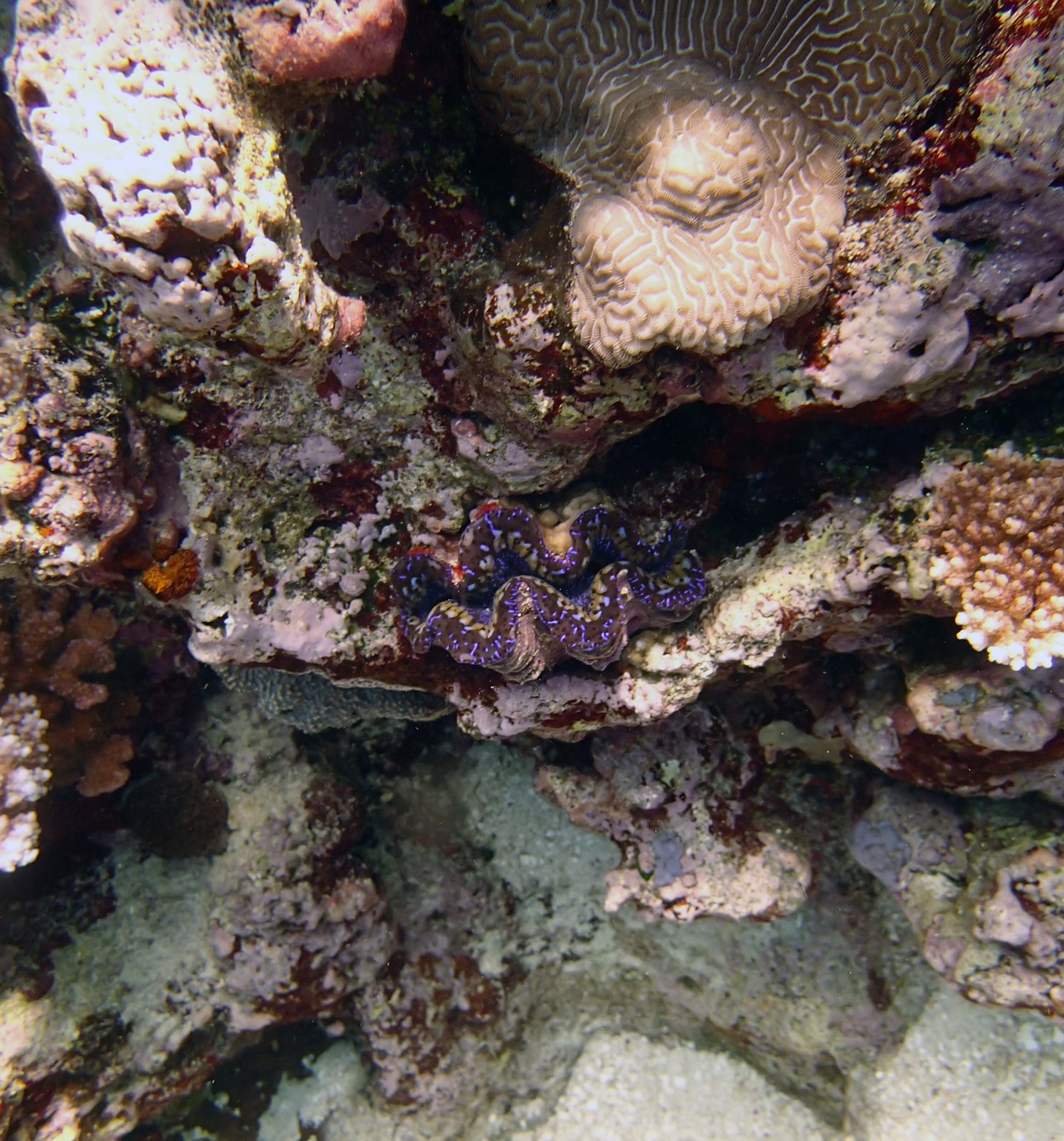 giant clam.jpg