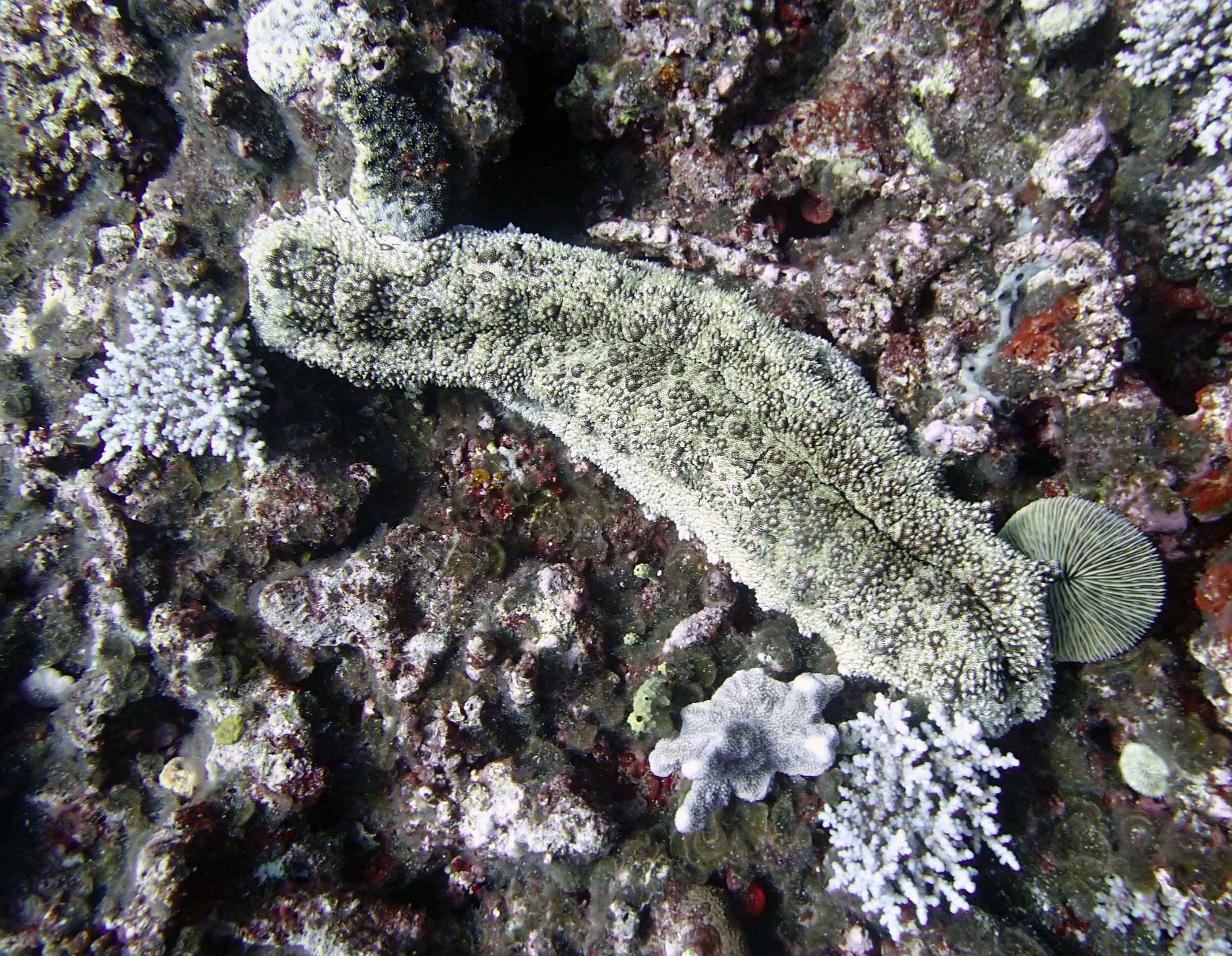 sea cucumber 2.jpg