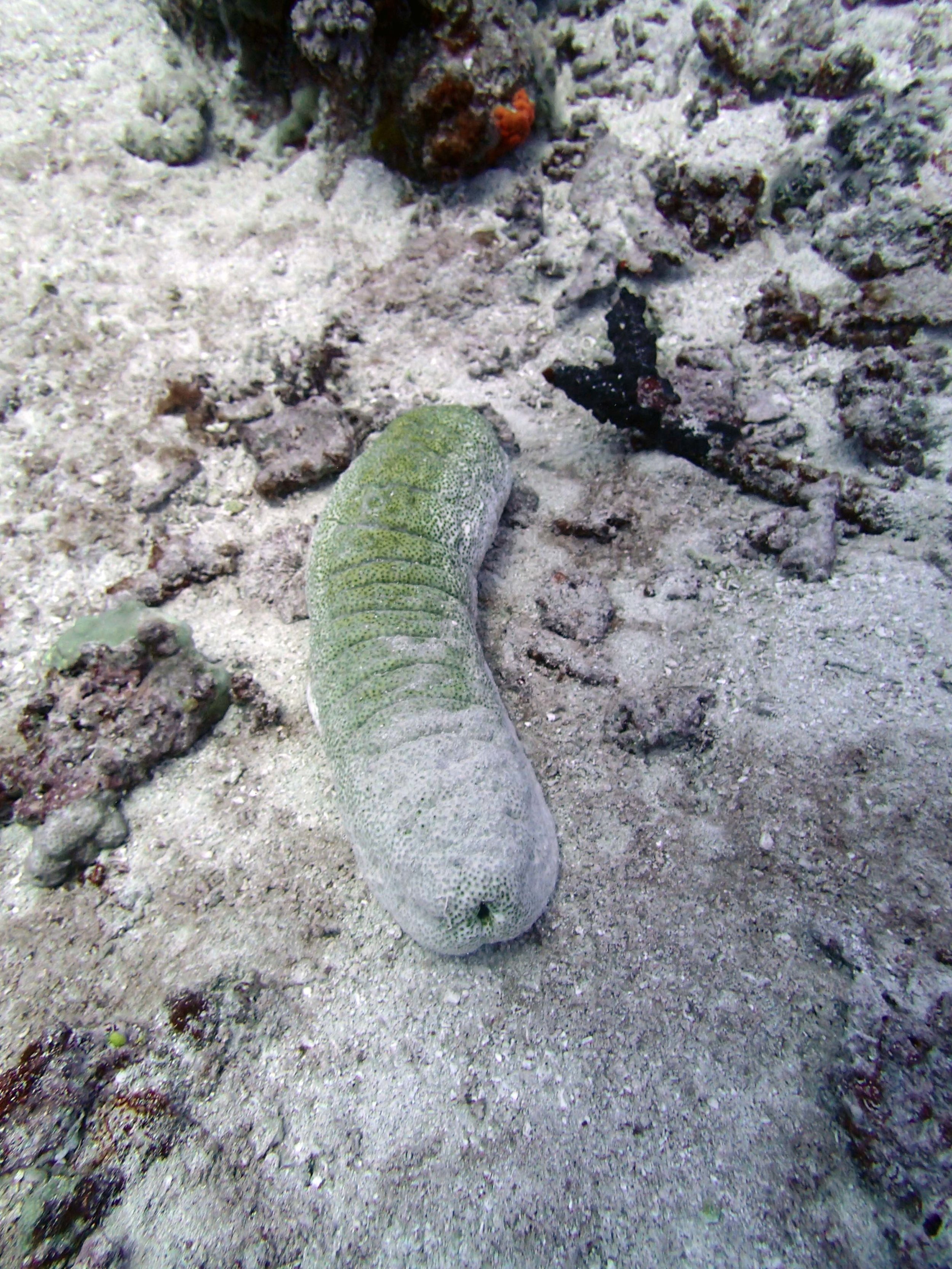 sea cucumber 3.jpg