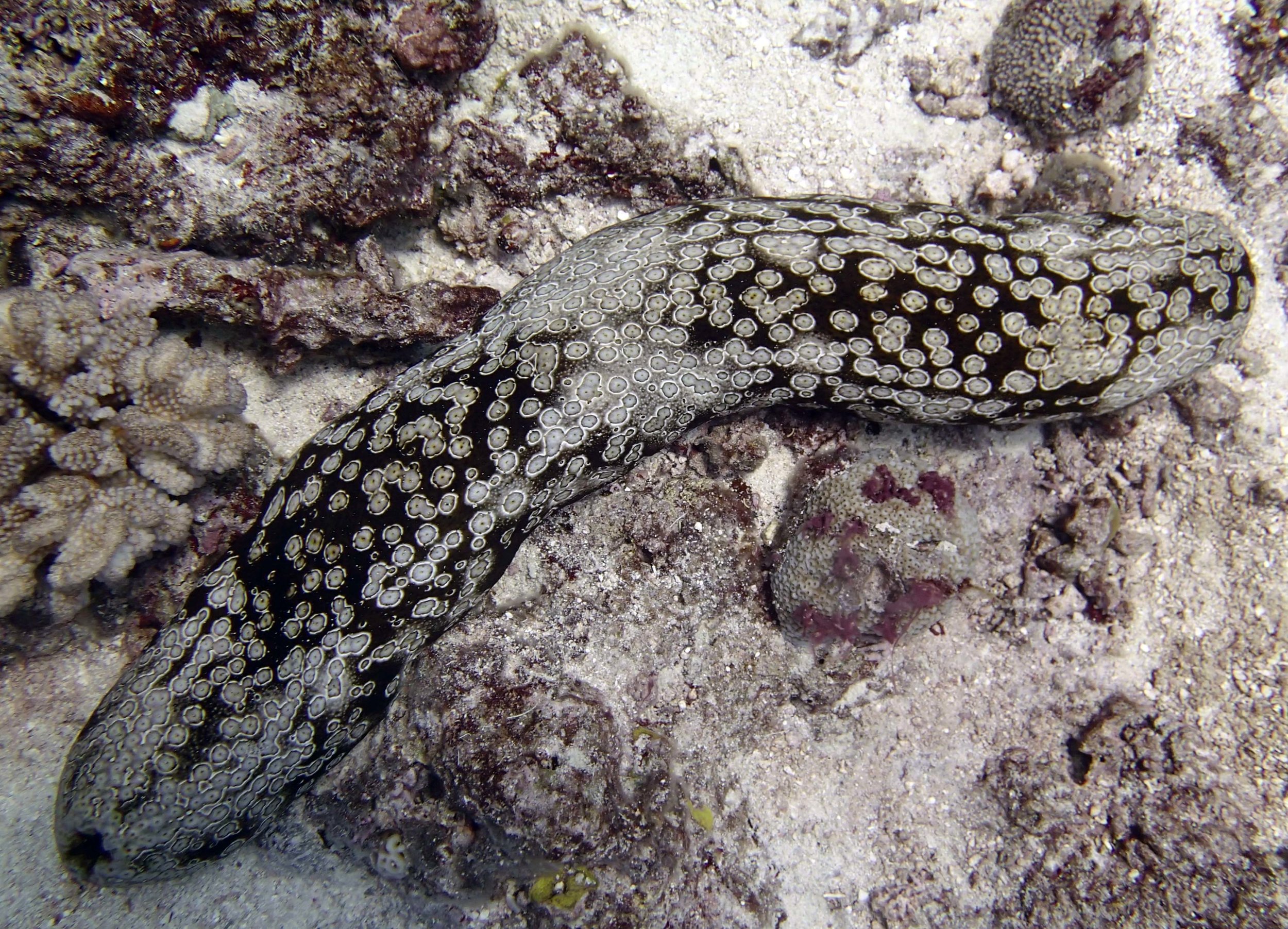 sea cucumber.jpg