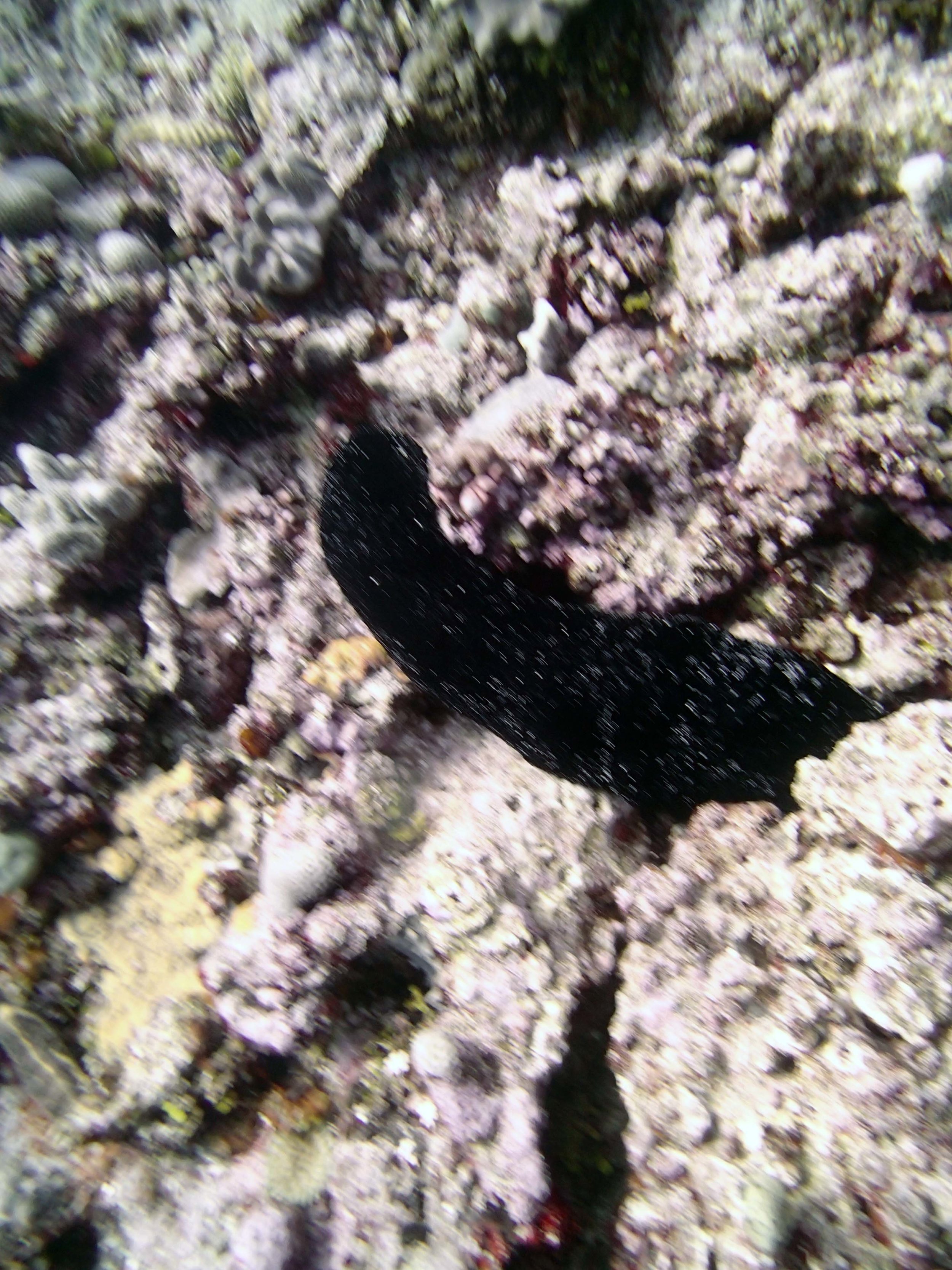 sea cucumber 2.jpg