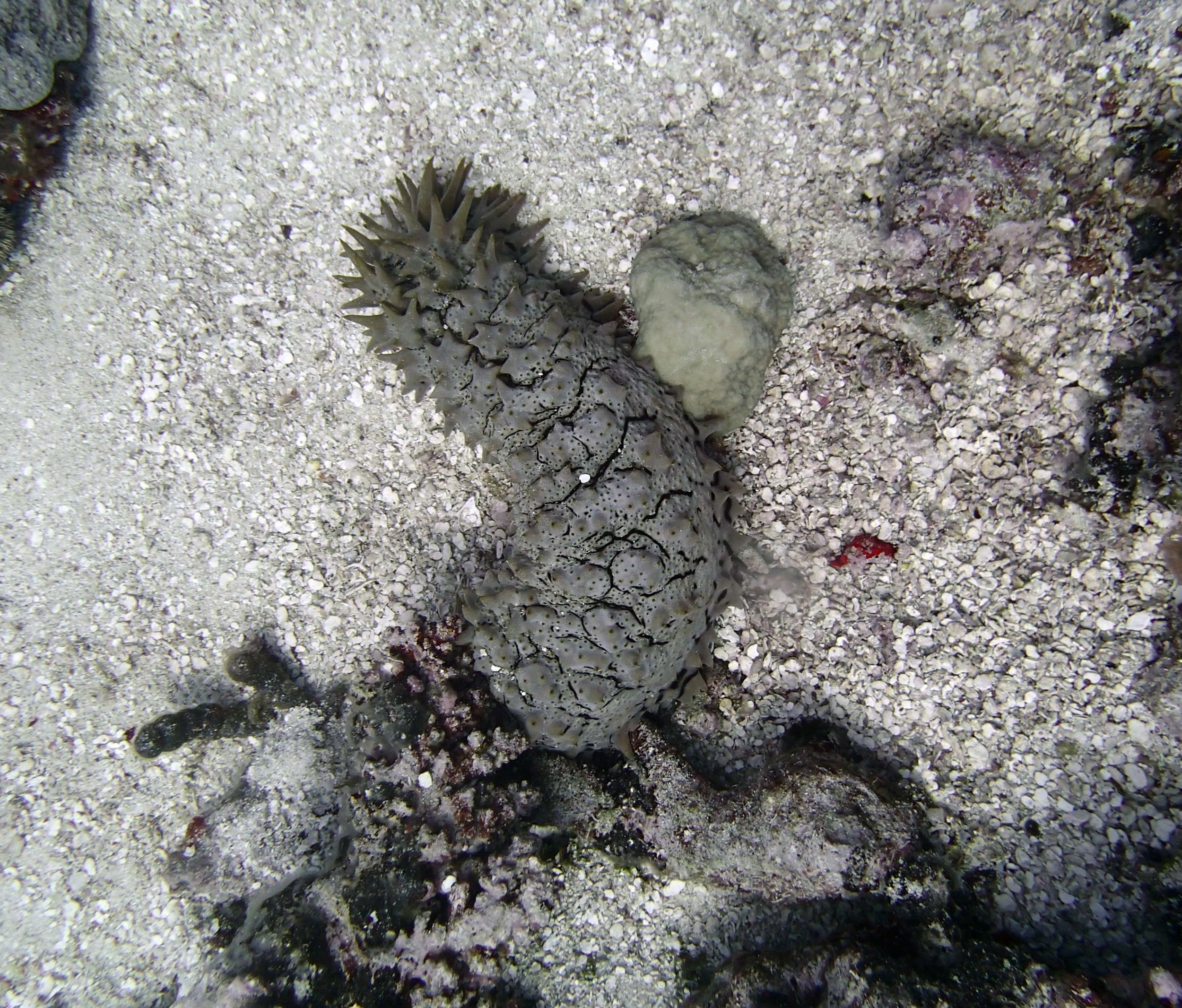 sea cucumber.jpg