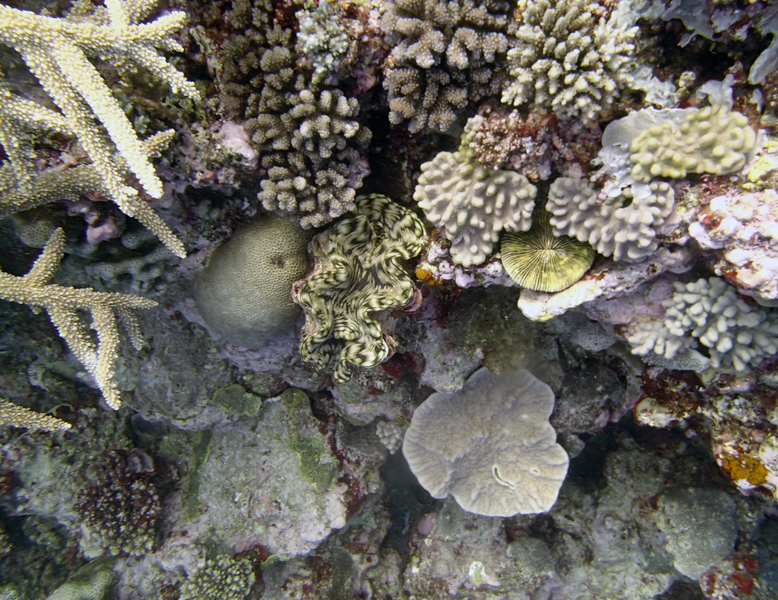 giant clam 2.jpg