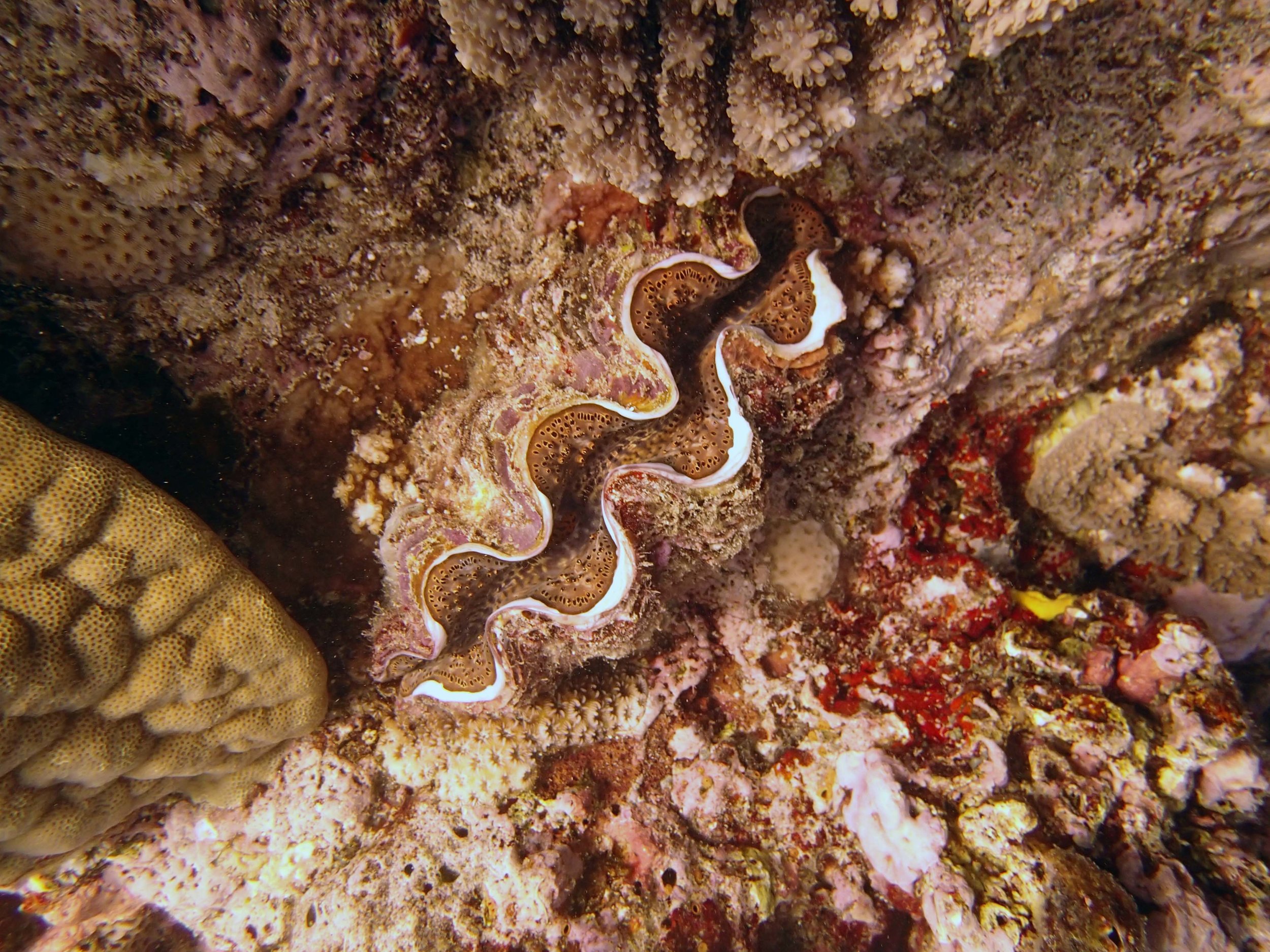 giant clam.jpg