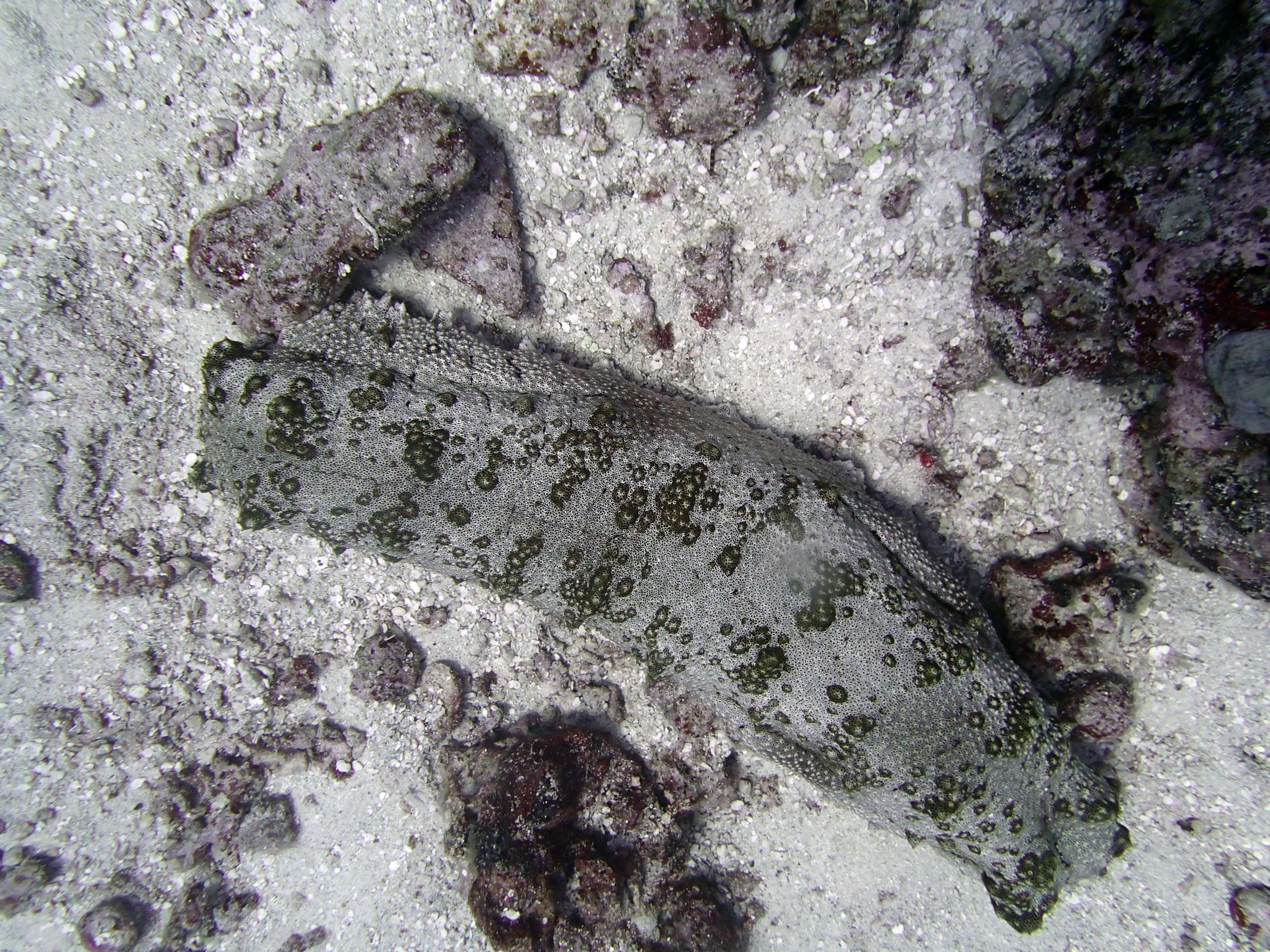 sea cucumber 2.jpg