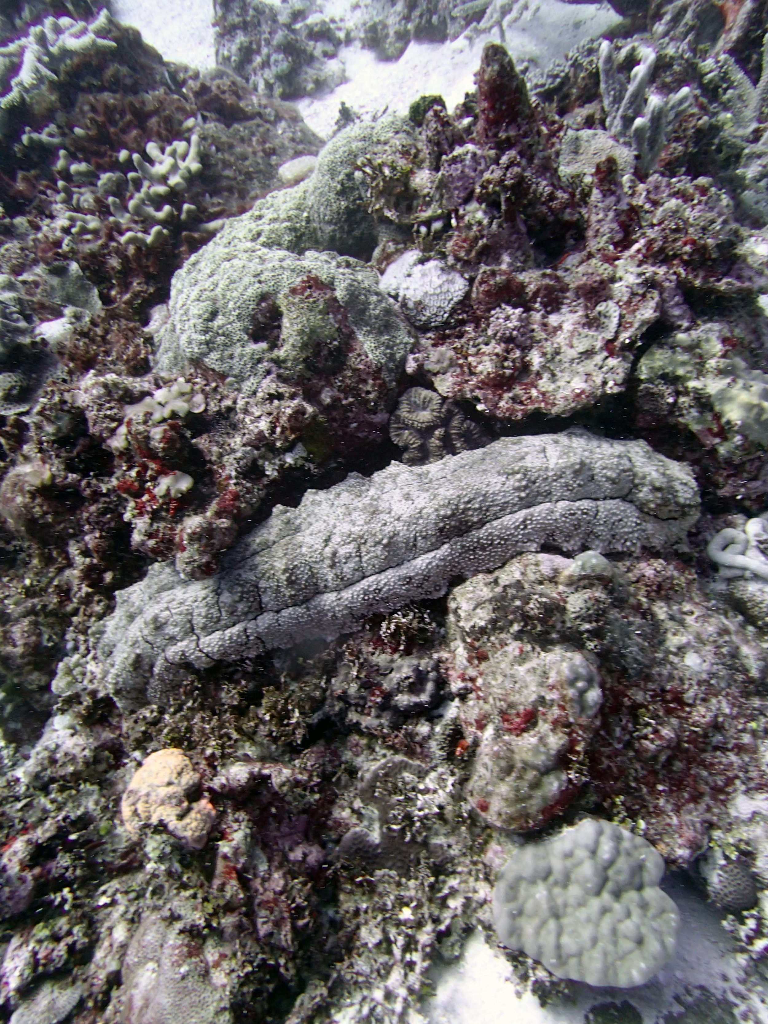 sea cucumber 3.jpg