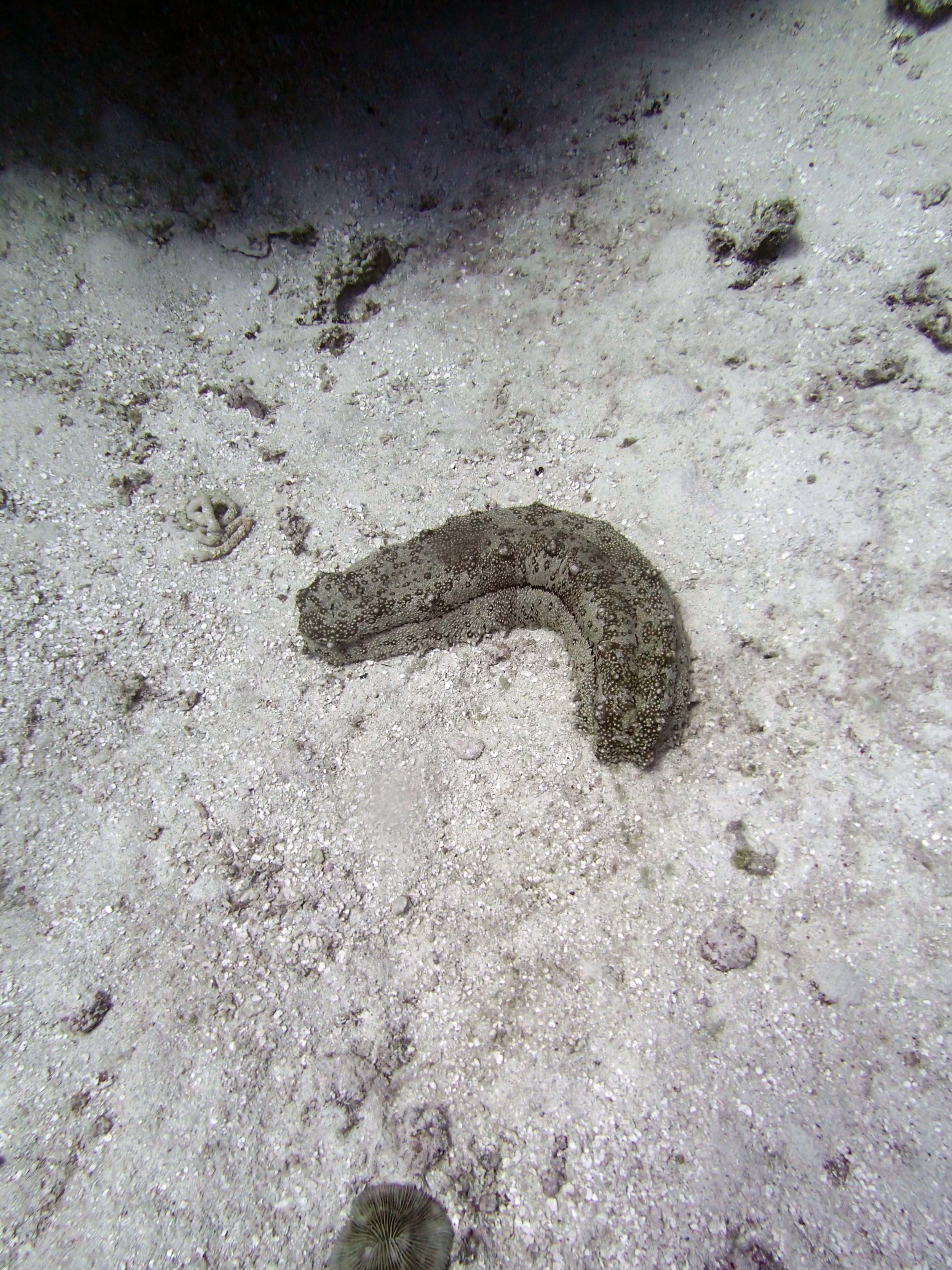 sea cucumber 4.jpg