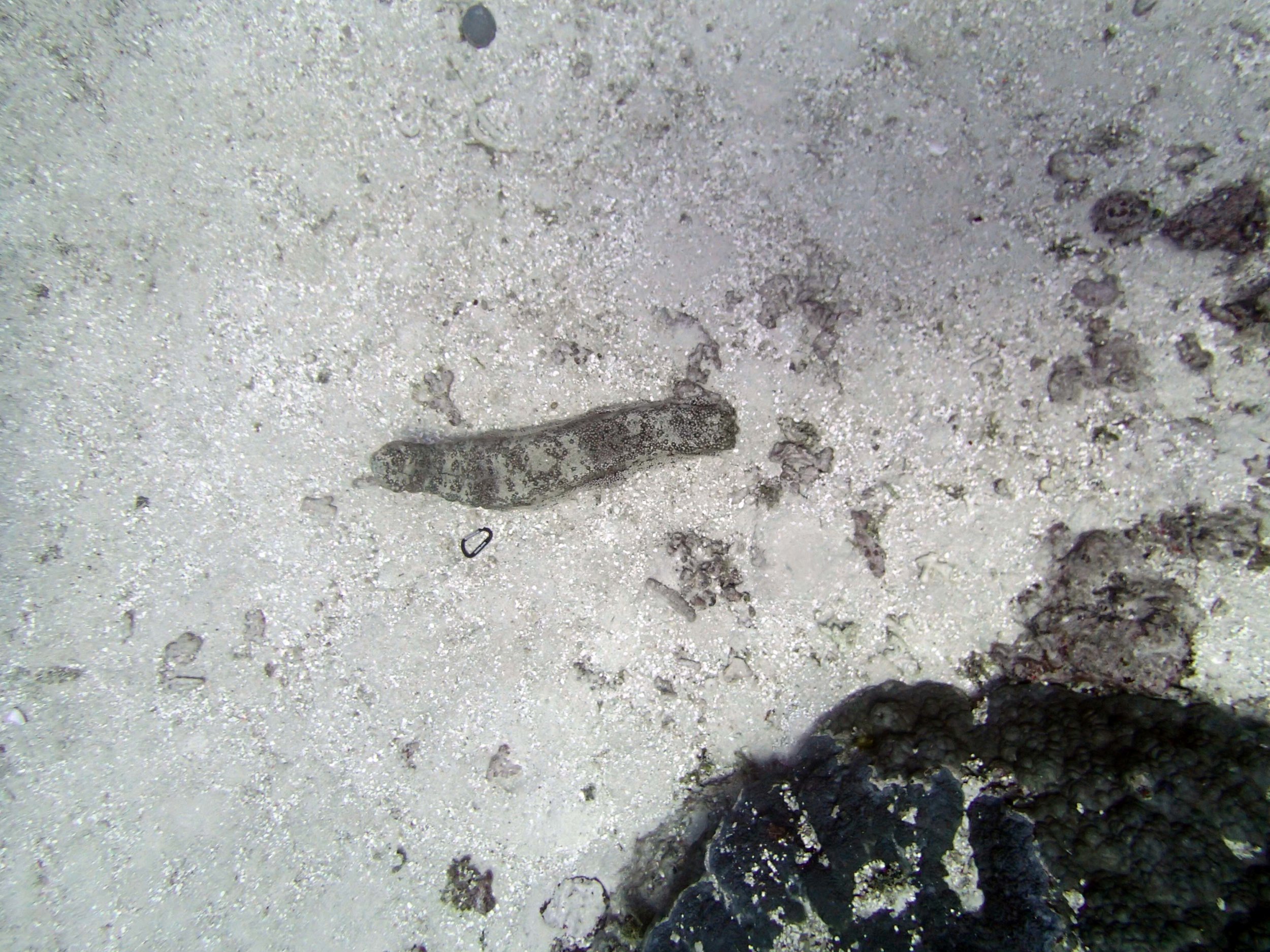 sea cucumber.jpg