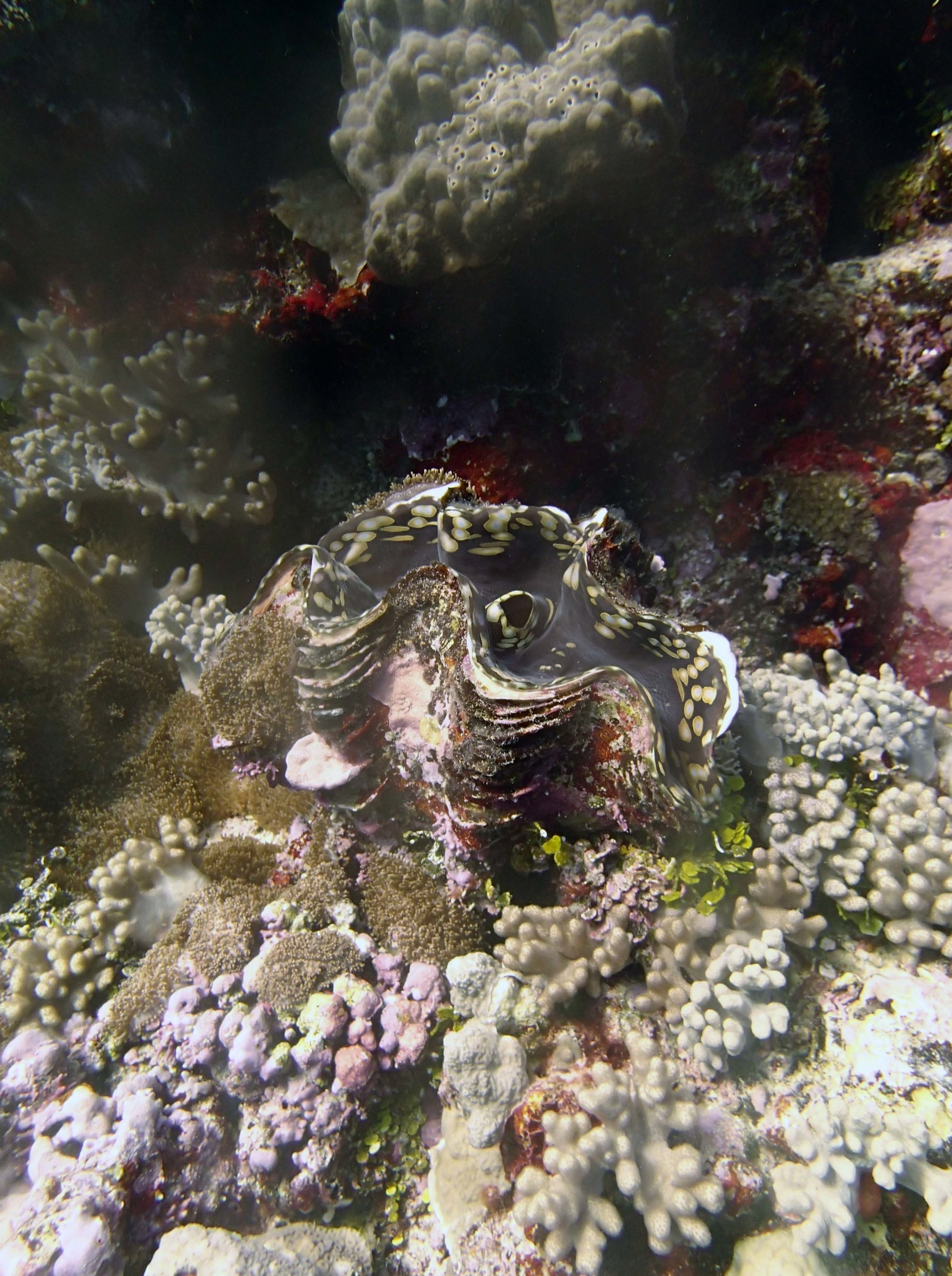 giant clam.JPG