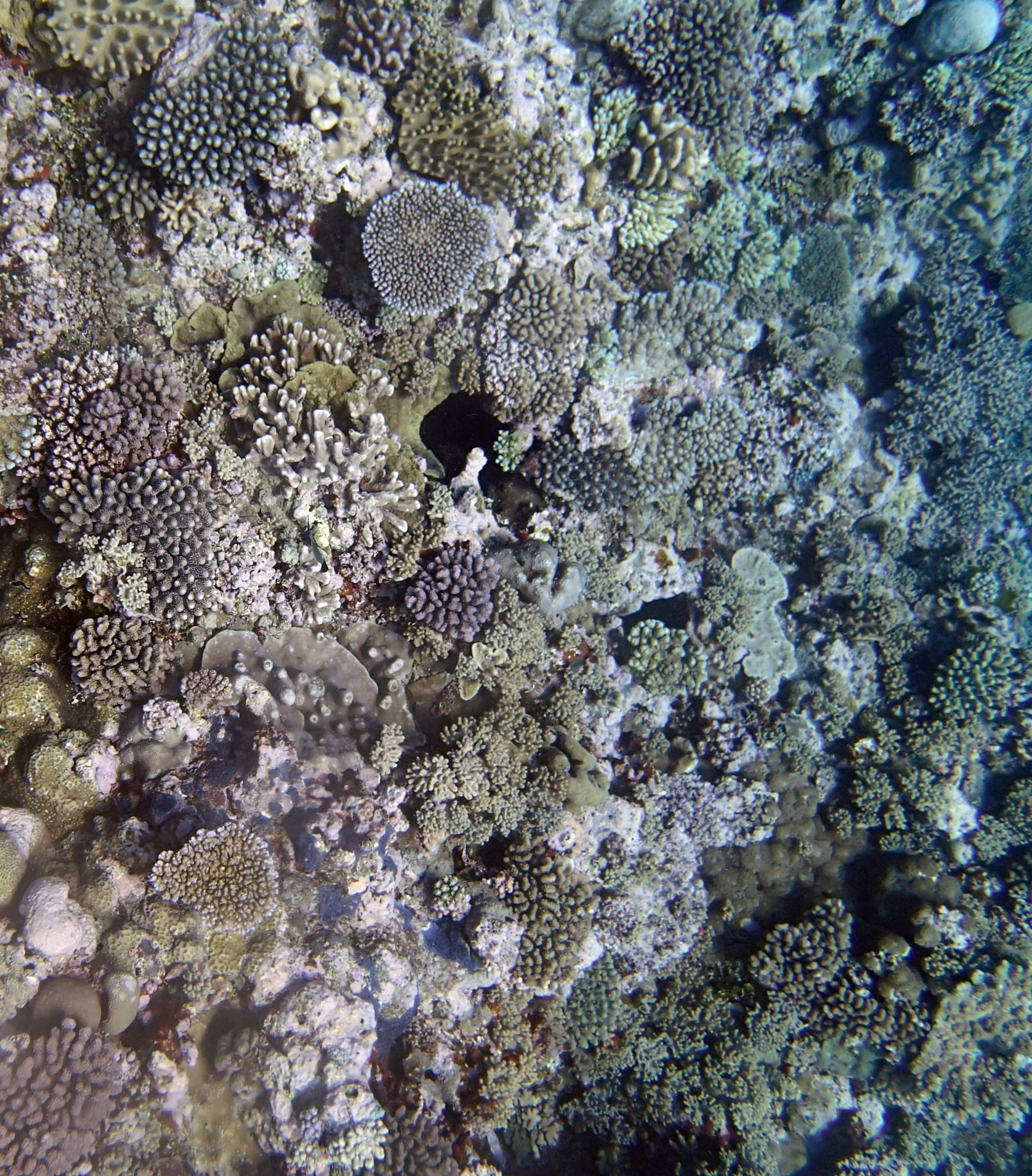 high coral cover.JPG
