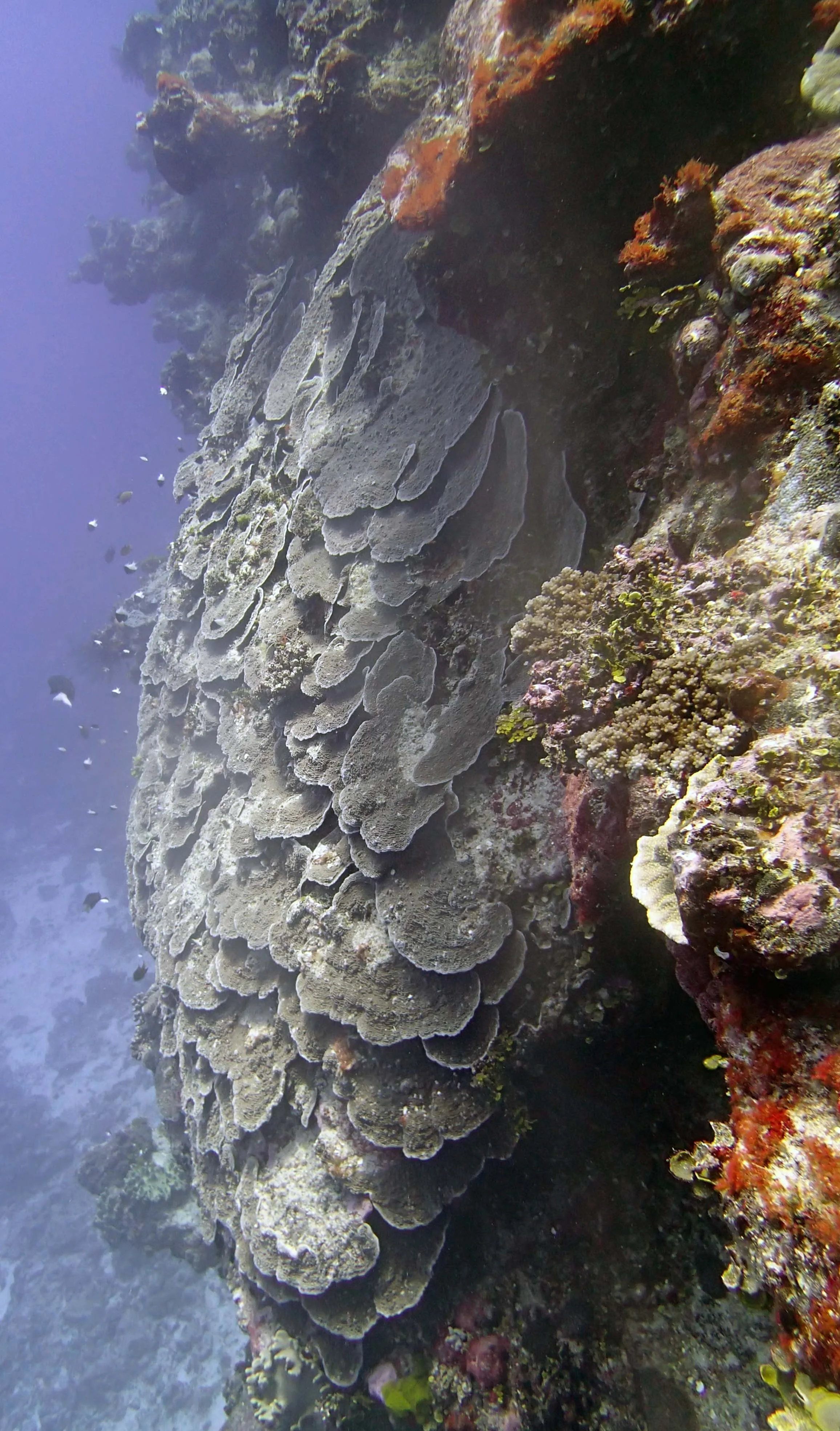 plating colony with white balance.JPG