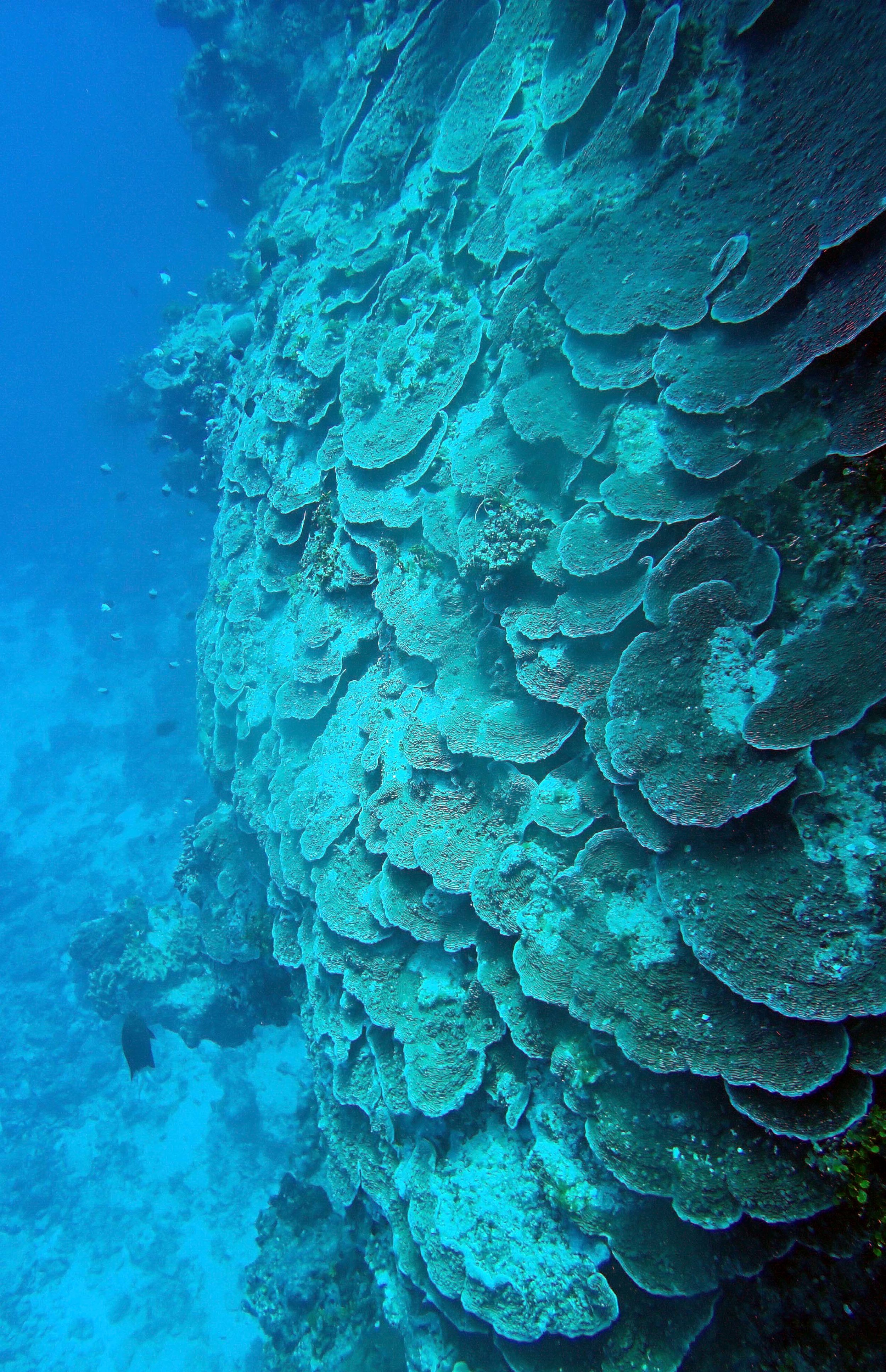 plating coral.JPG