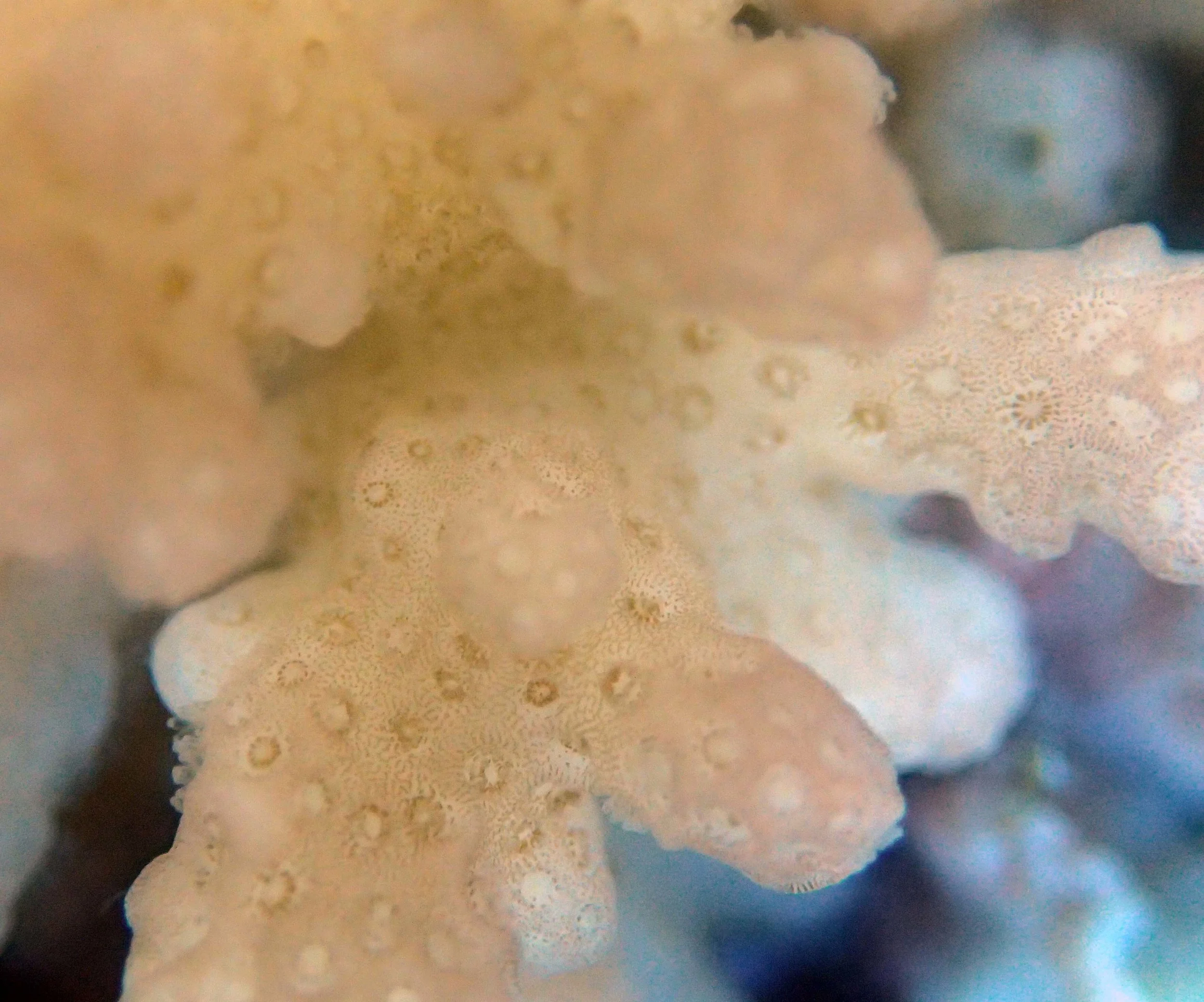colony 55 macro