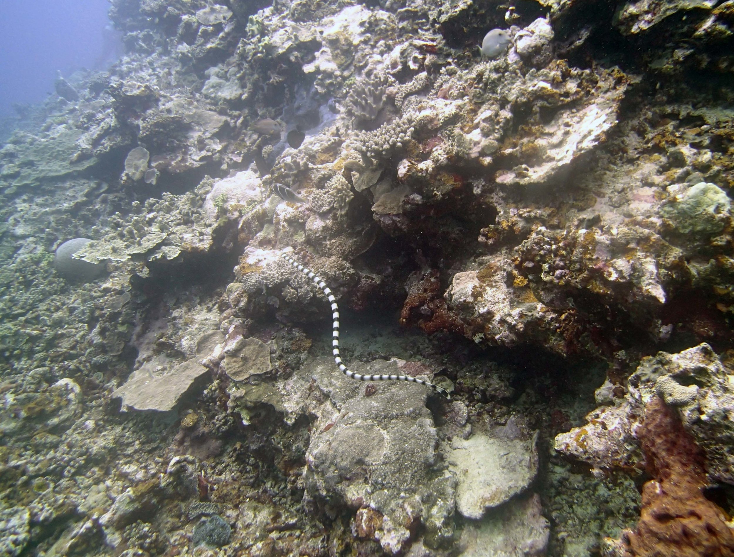 another sea snake.jpg