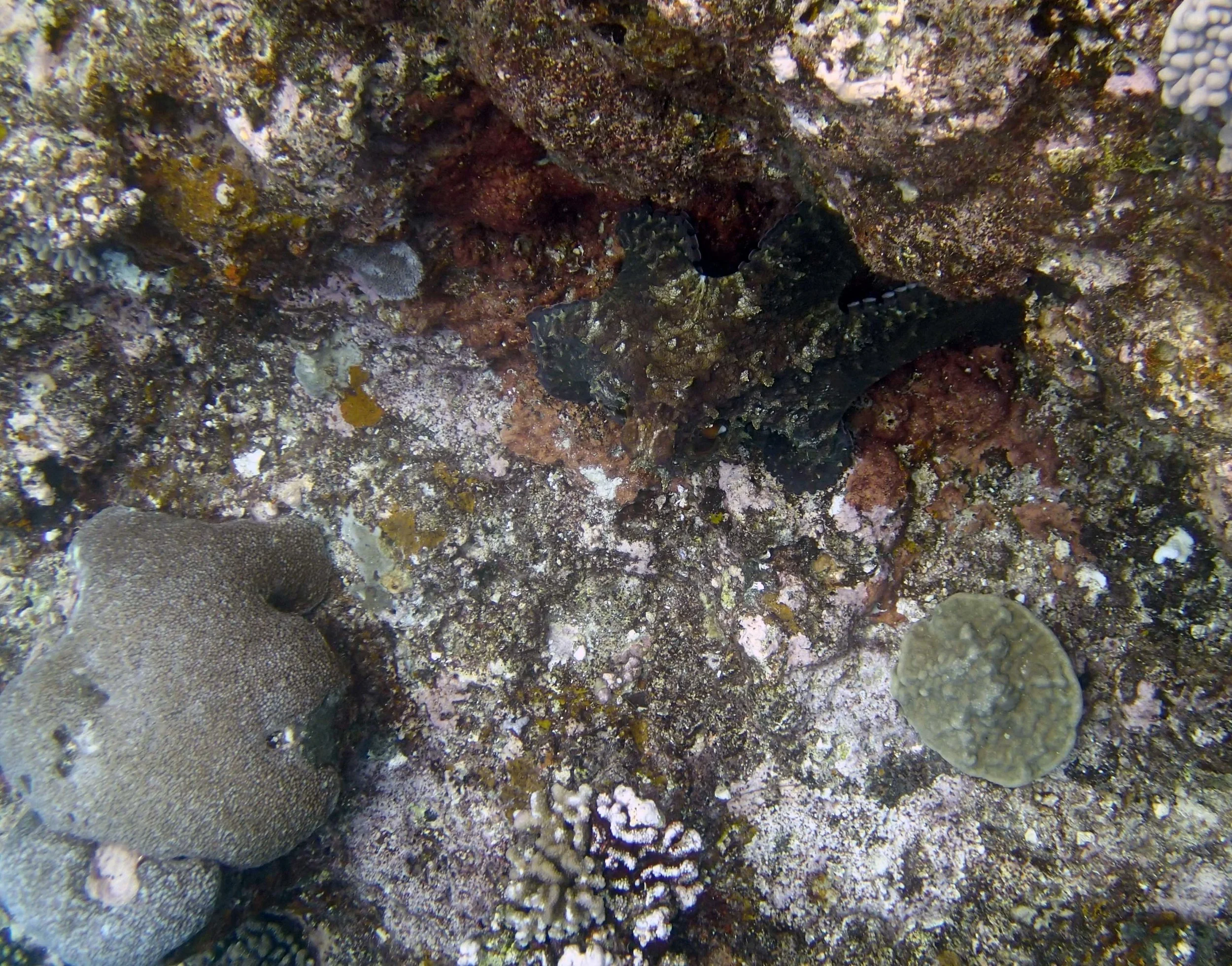 octopus 3.jpg