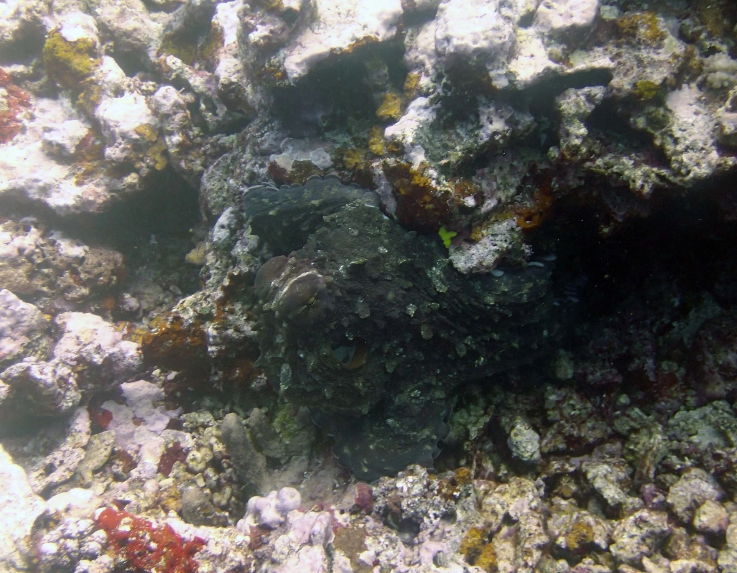 octopus closeup.jpg