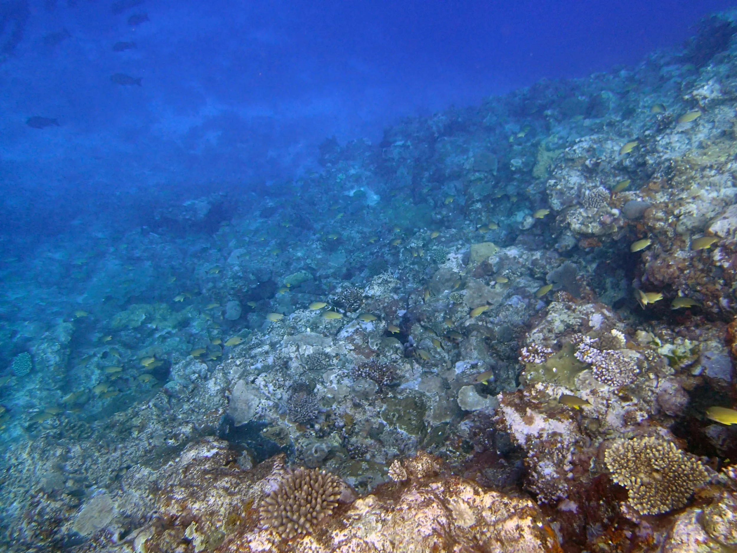 fish highway.jpg
