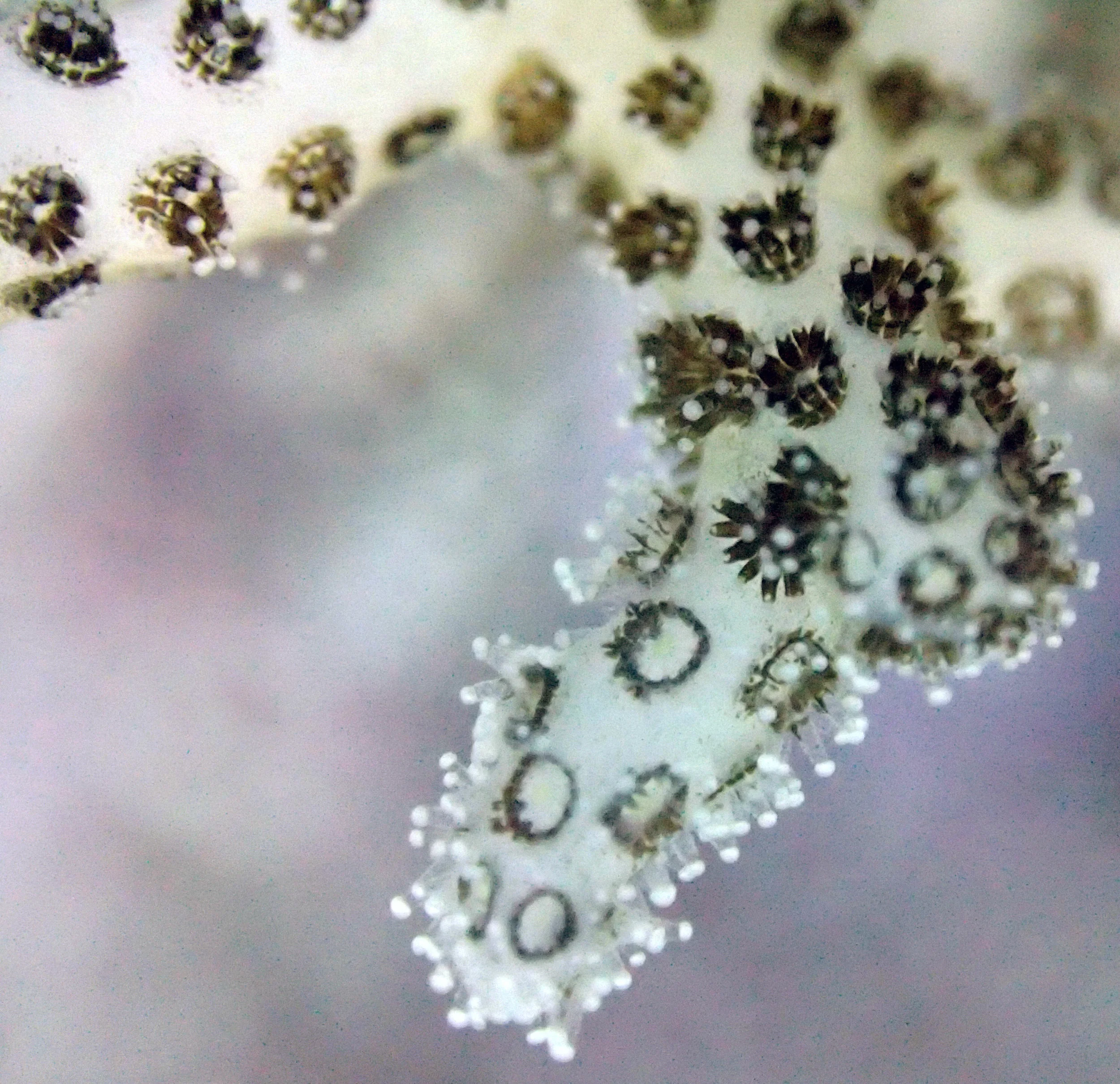 colony 69 macro