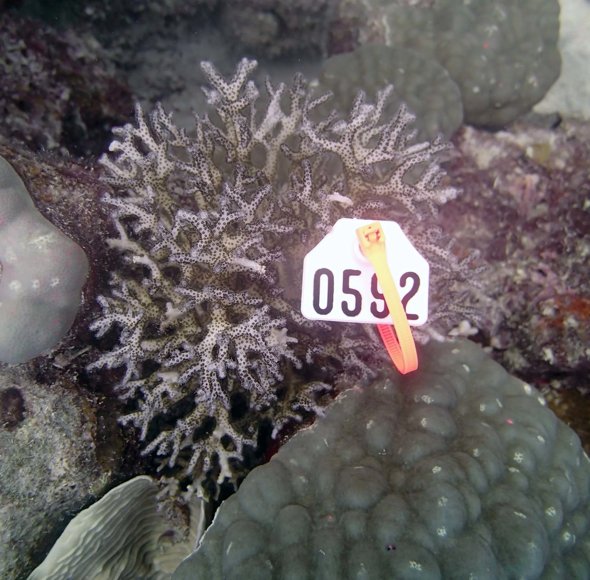 colony 69