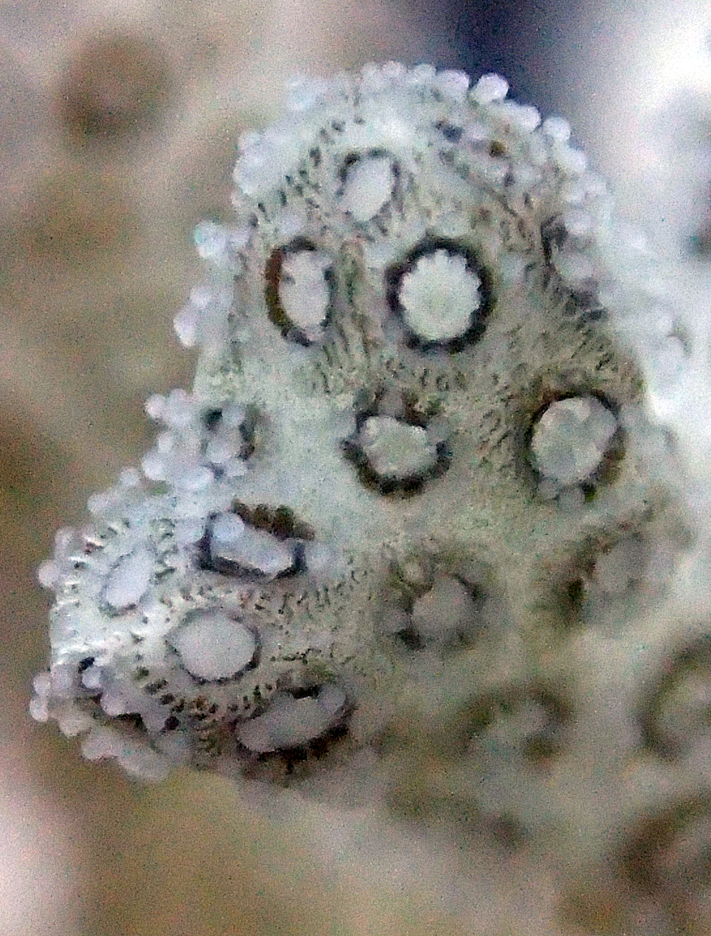 colony 104 macro