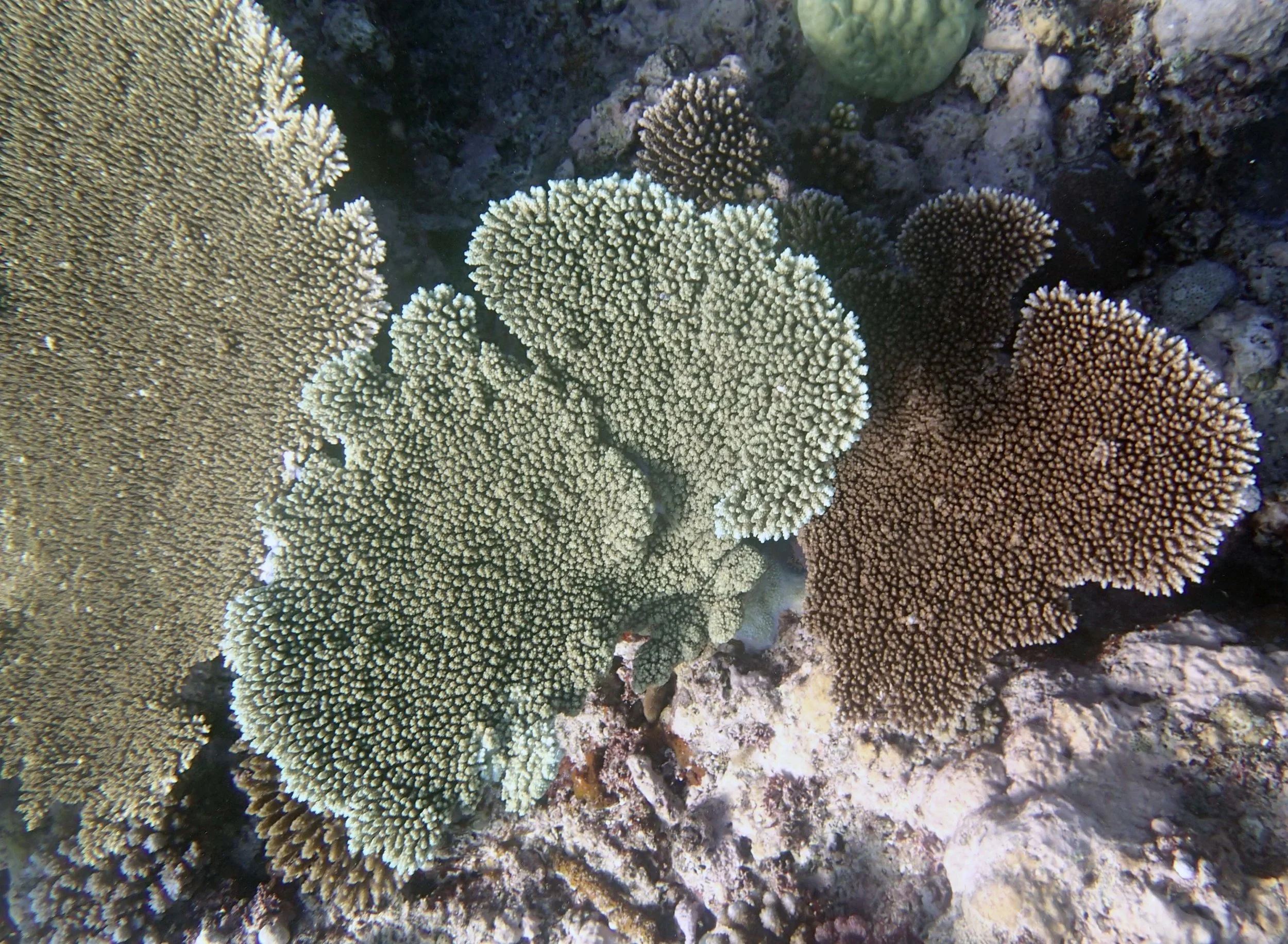 table acroporas.jpg