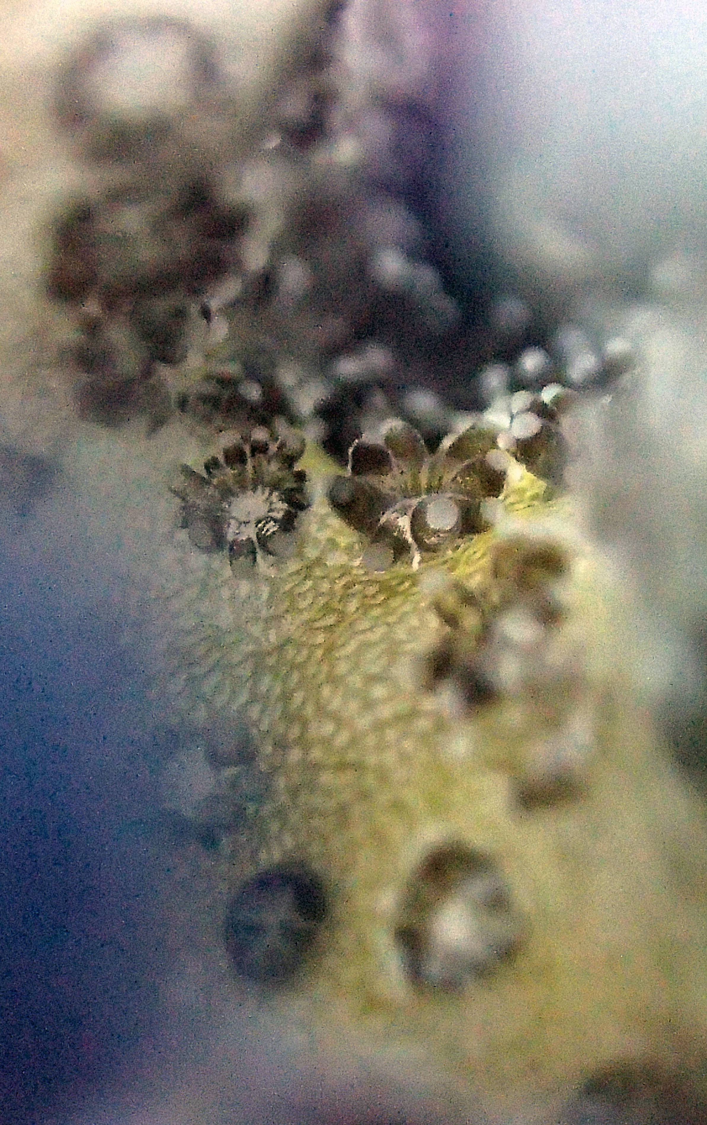 colony 106 macro