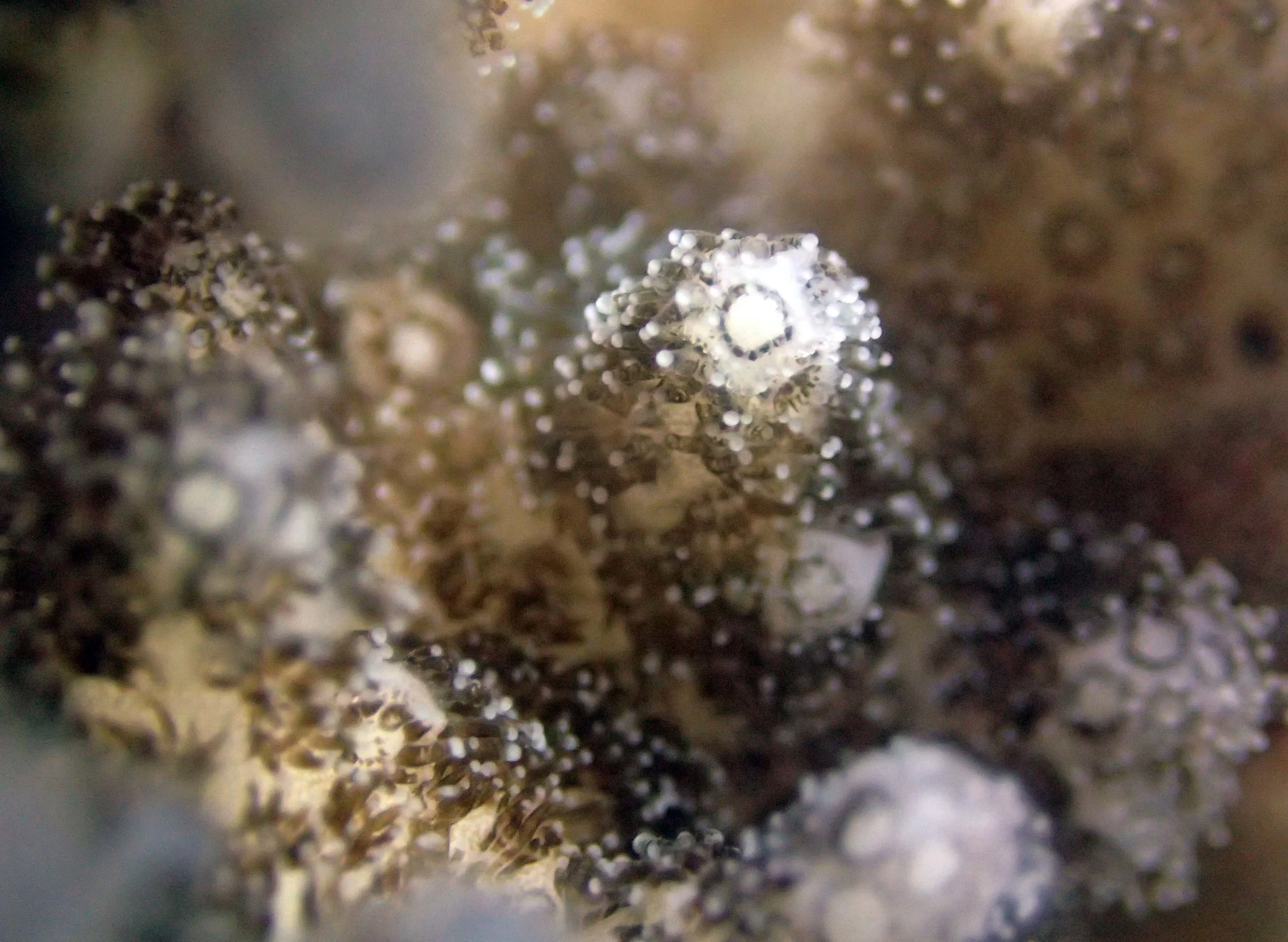 colony 110 macro