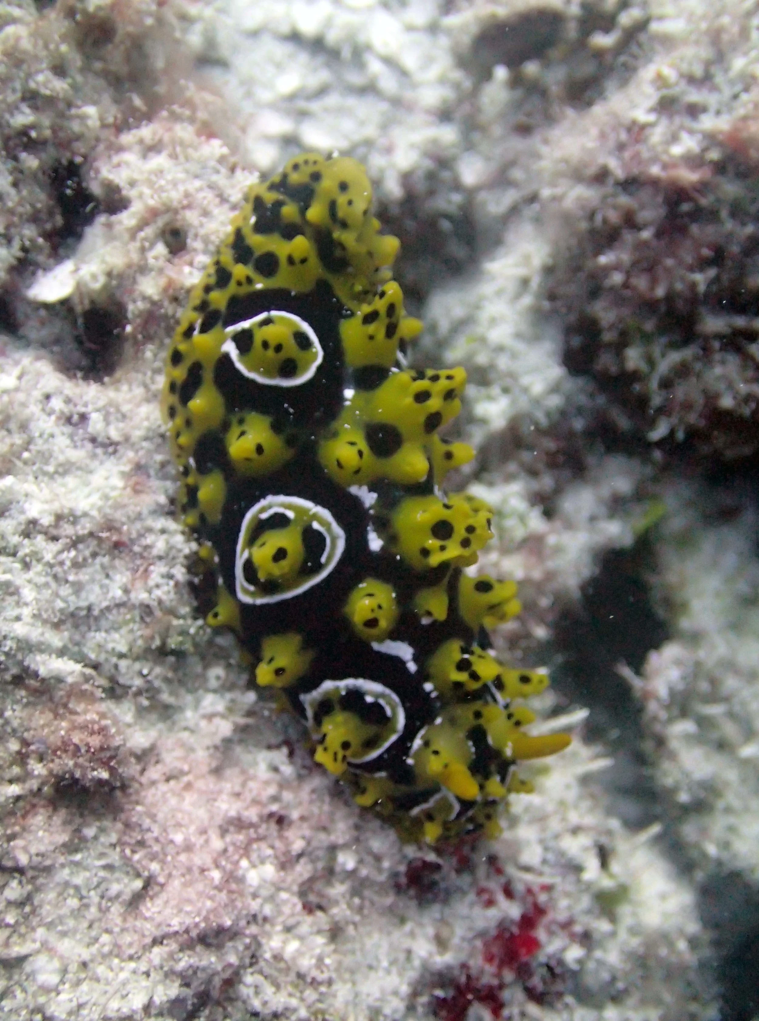 nudibranch.jpg