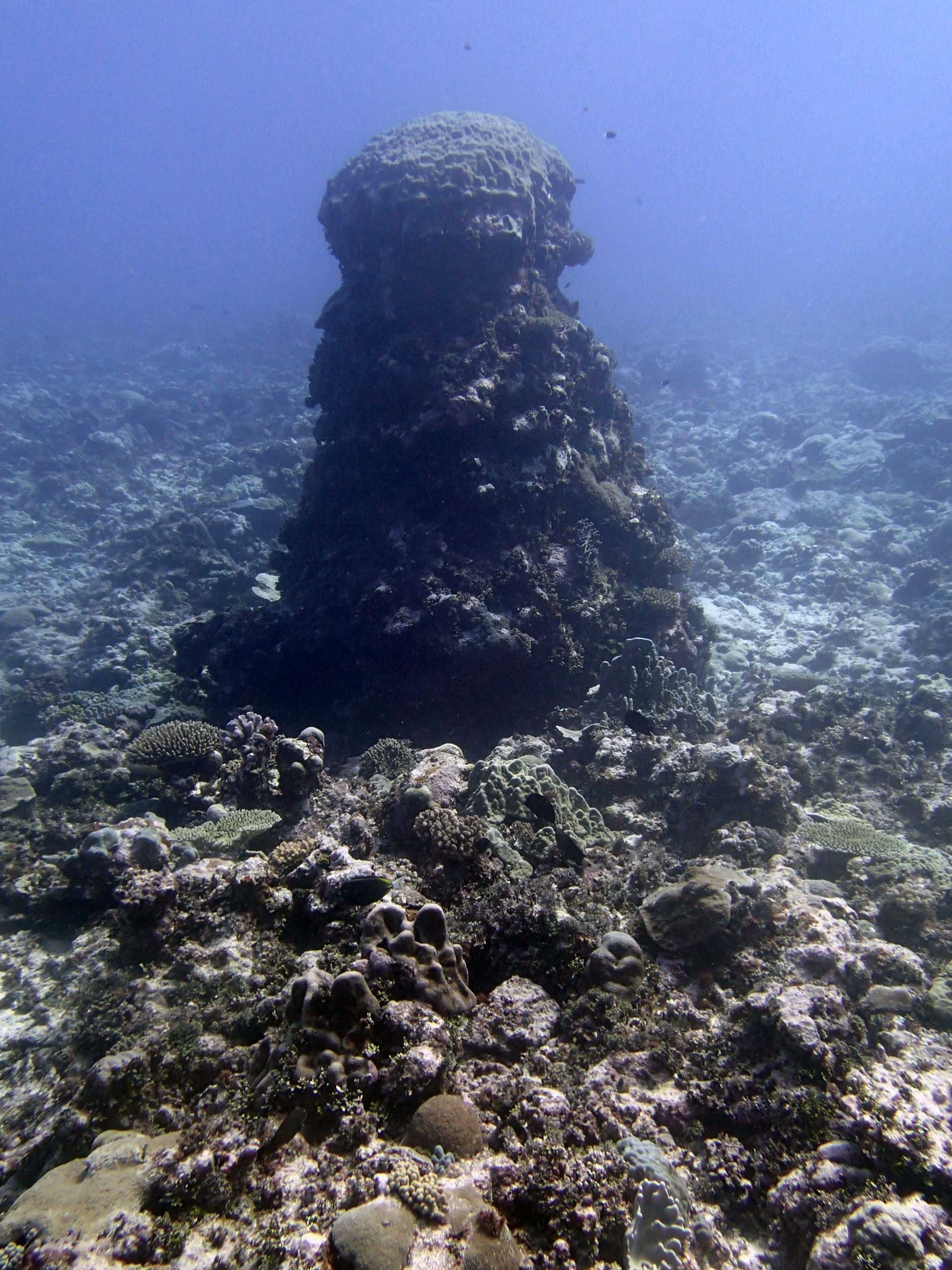 coral pillar.jpg