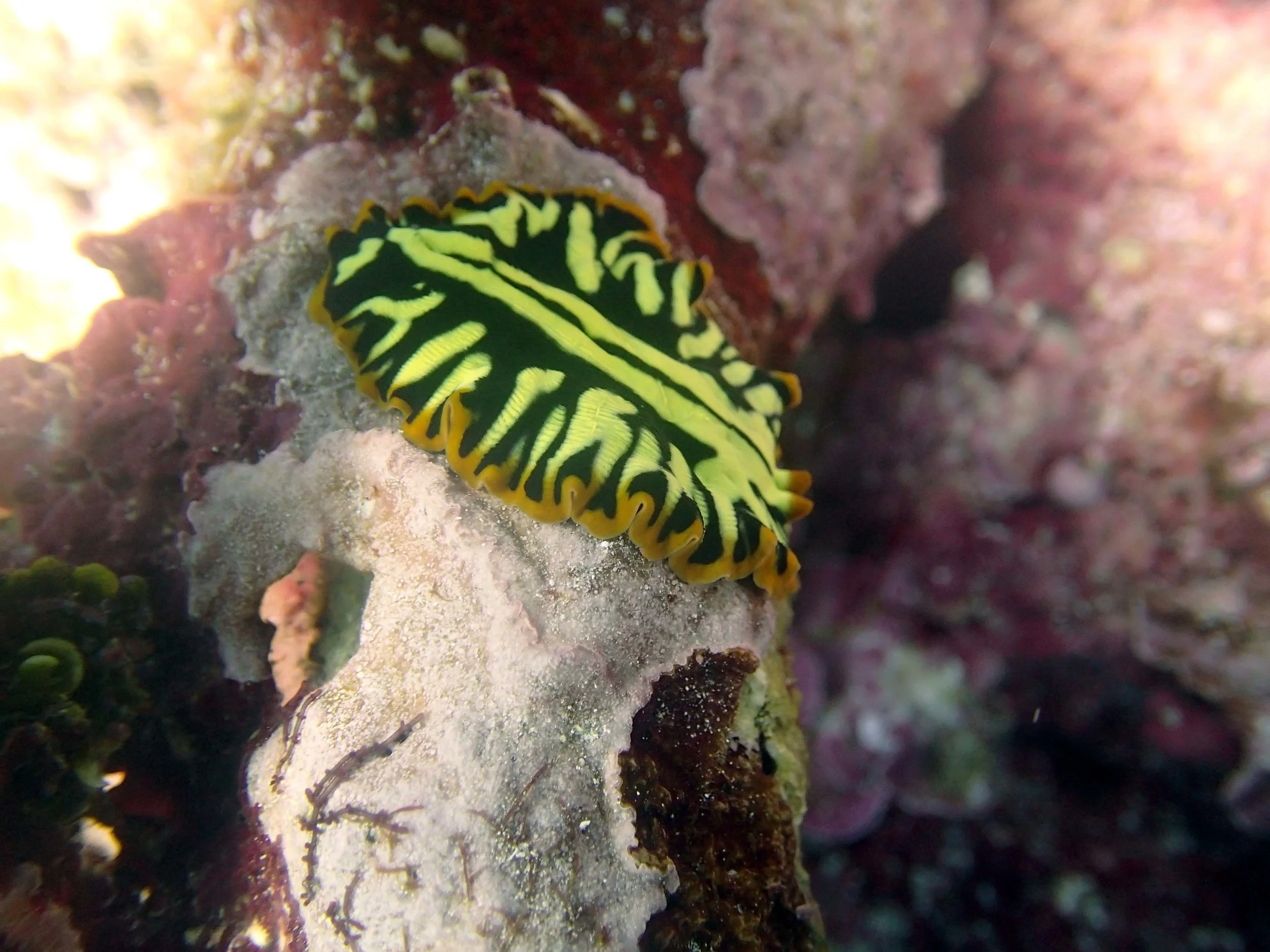 flatworm.jpg