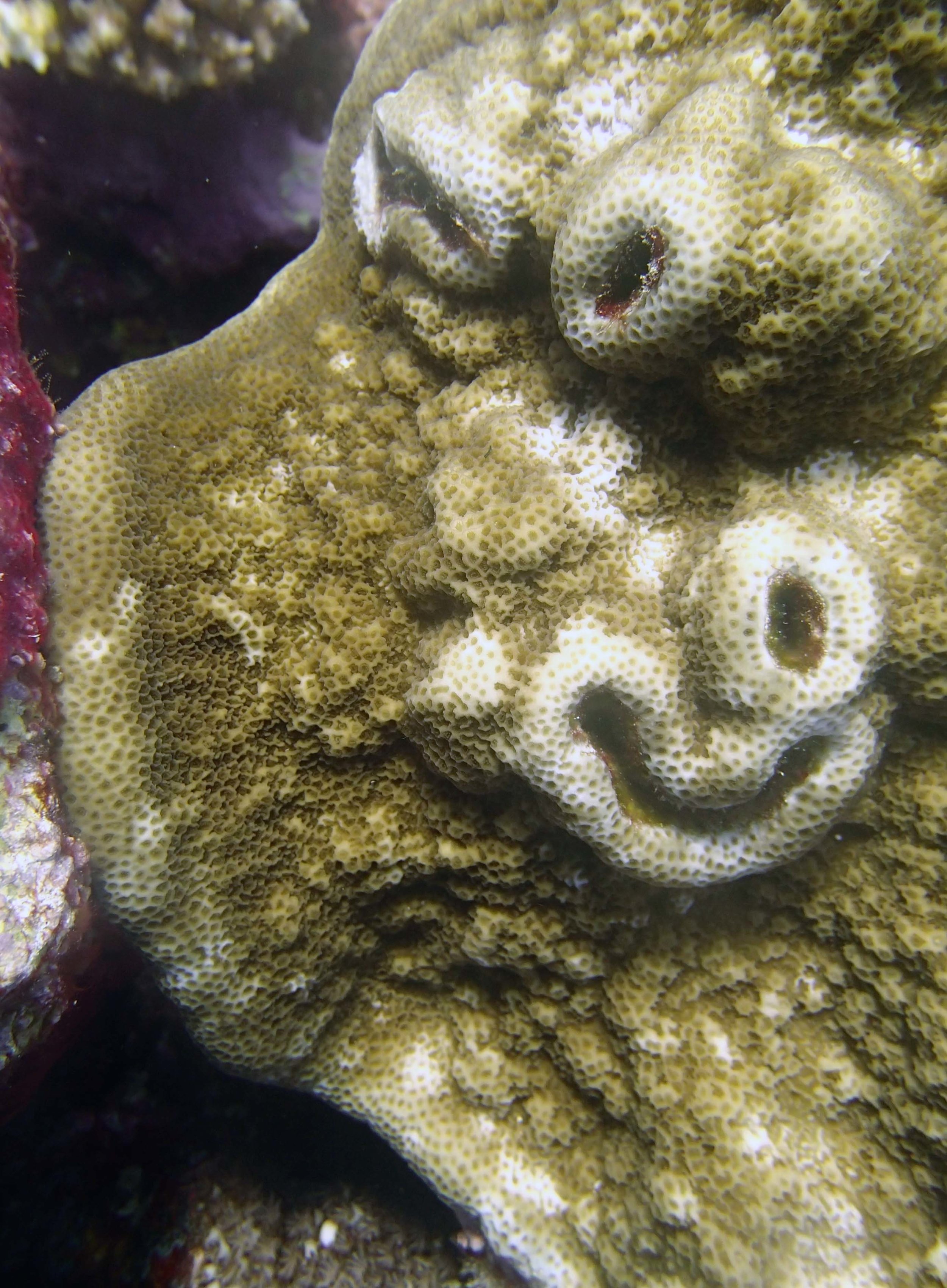 smiling coral.jpg