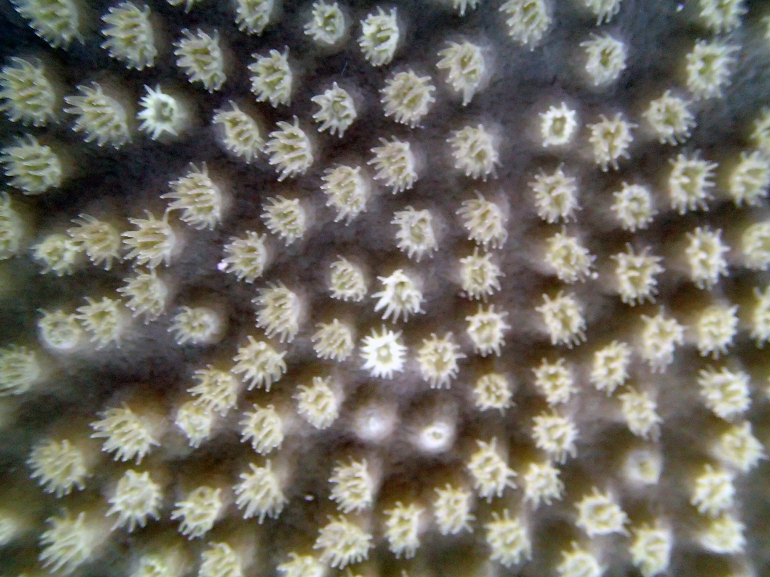 corallites.jpg